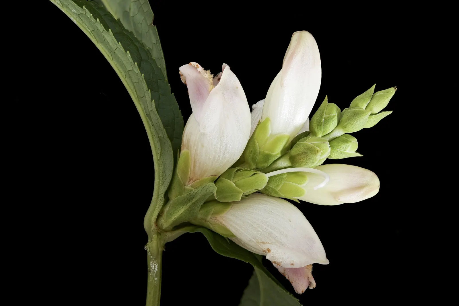 Turtlehead (Chelone Obliqua) — which closely resemble the head of a turtle with an open mouth