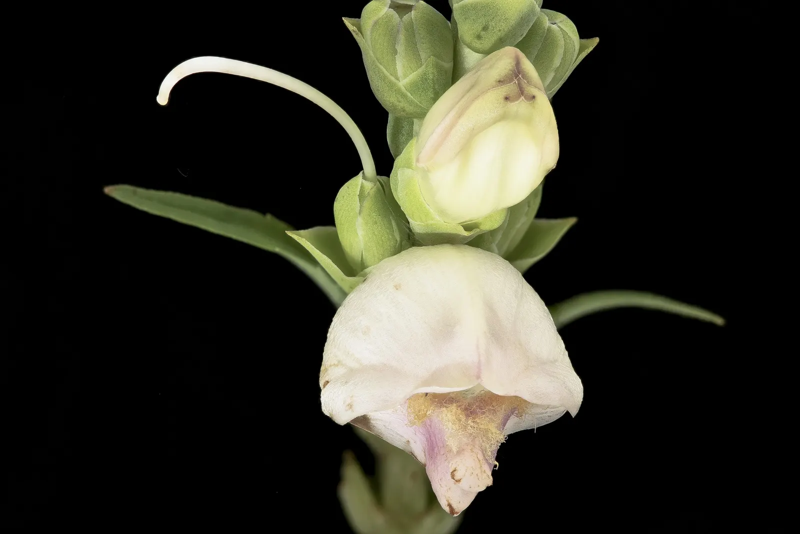 Turtlehead (Chelone Obliqua) — hence the term "turtlehead."<br><br>Bearing blooms from late summer to early fall