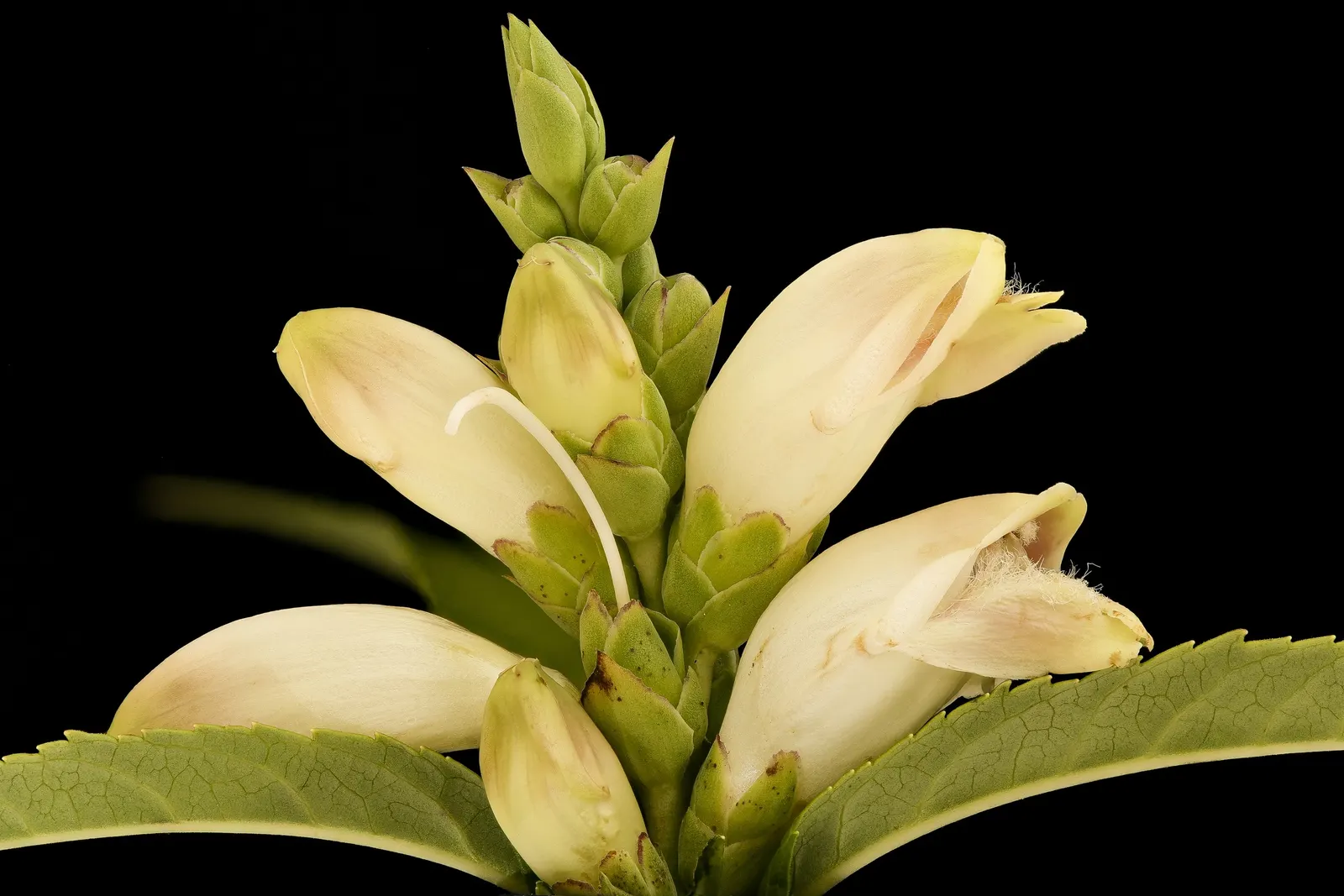 Turtlehead (Chelone Obliqua) — Thriving in zones 3-8, it reaches 2-3 feet in height and spreads 2 feet wide
