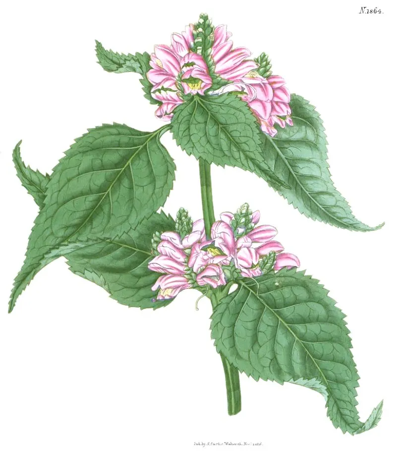 Turtlehead (Chelone Obliqua) — deep pink blossoms resembling a turtle's head; these blooms grow along the top of the erect