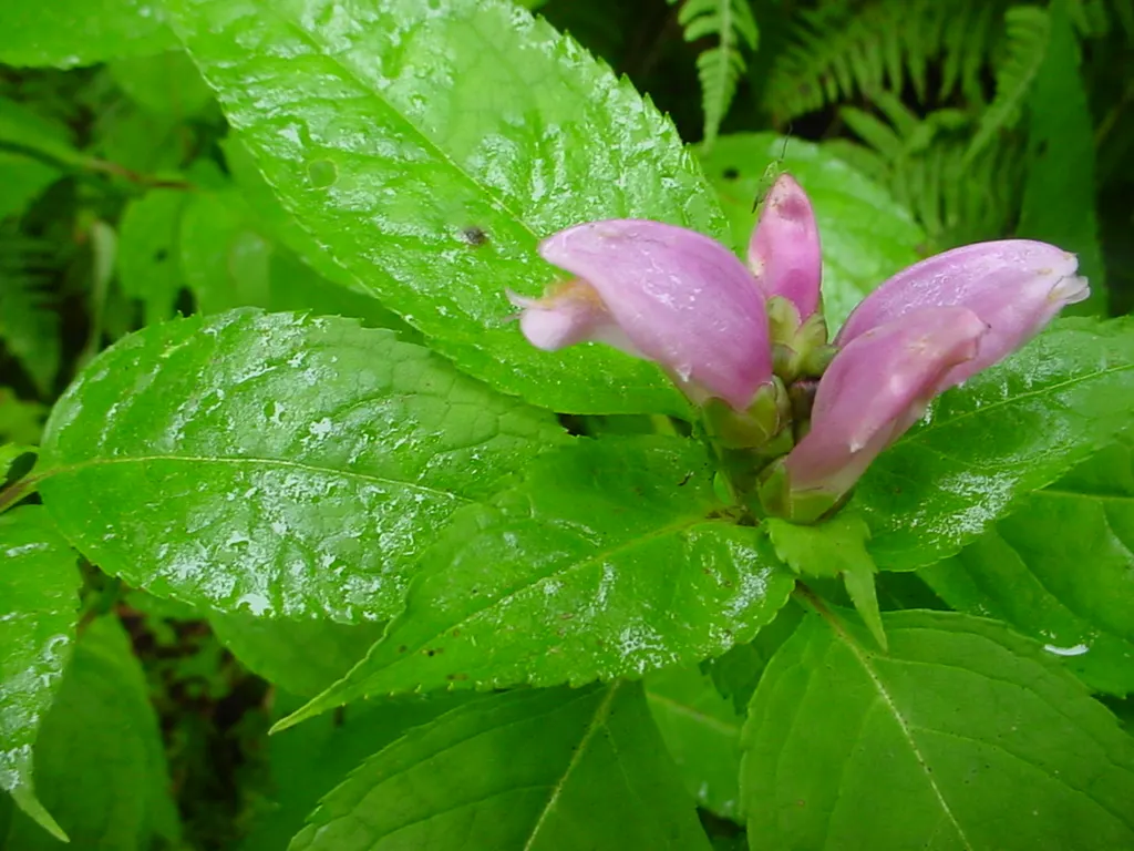 Turtlehead (Chelone Obliqua) — Foliage is lance-shaped, glossy, and deep green; presenting a striking contrast against the lush