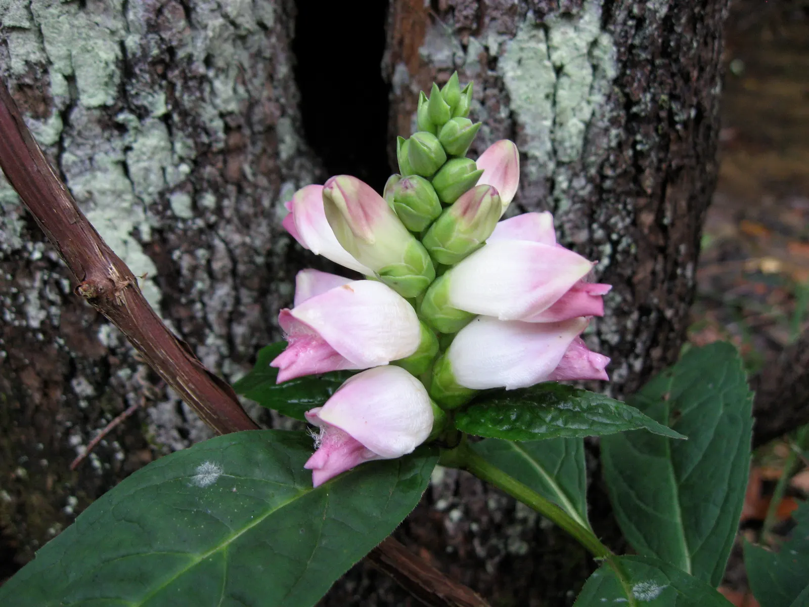 Turtlehead (Chelone Obliqua) — Turtlehead flowers are noted for their rich pink to rose-purple color; commonly called Turtlehead, image 70