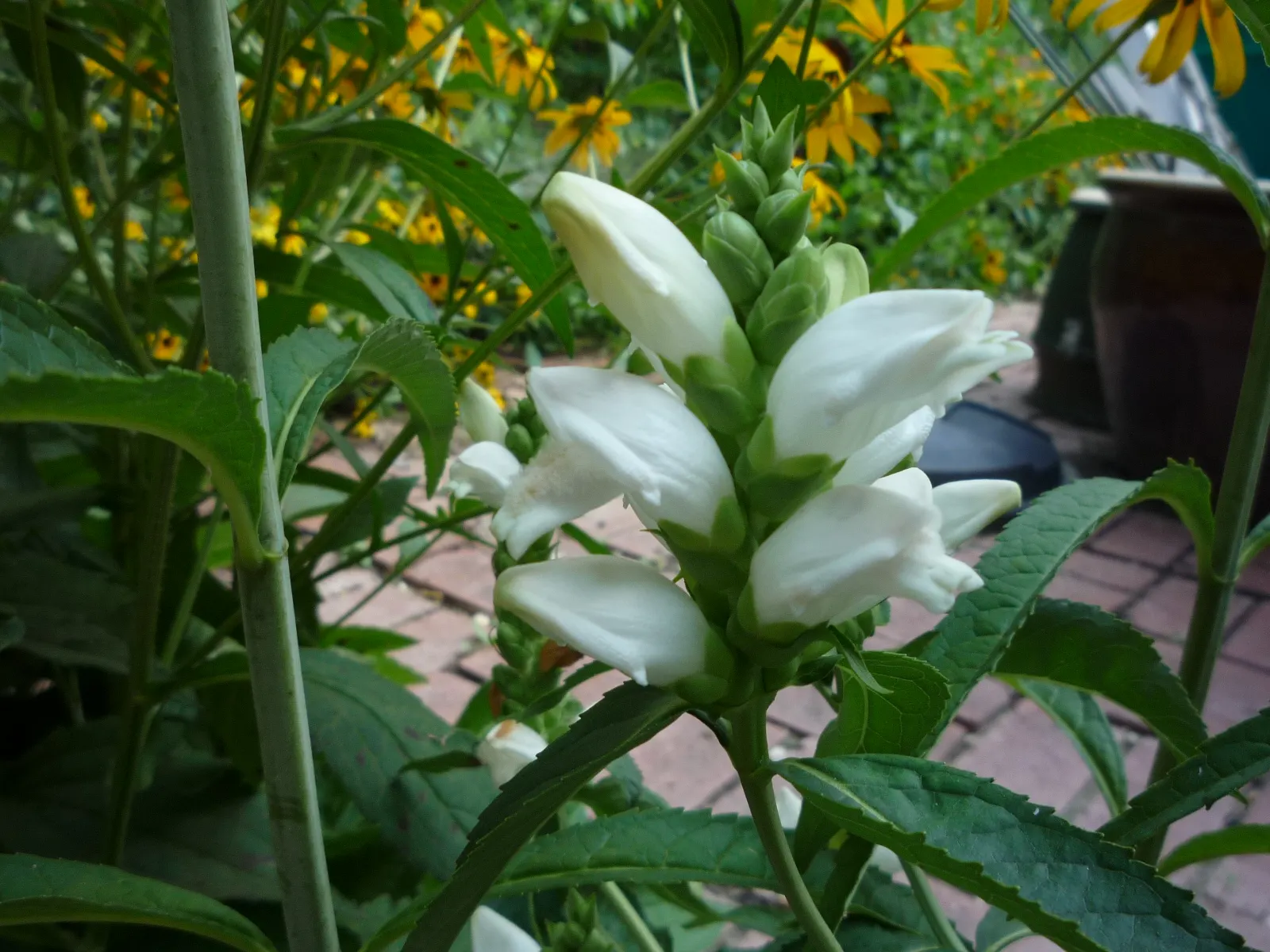 Turtlehead (Chelone Obliqua) — including the Baltimore checkerspot butterfly which relies on it as a host plant for its larvae; deep pink blossoms resembling a