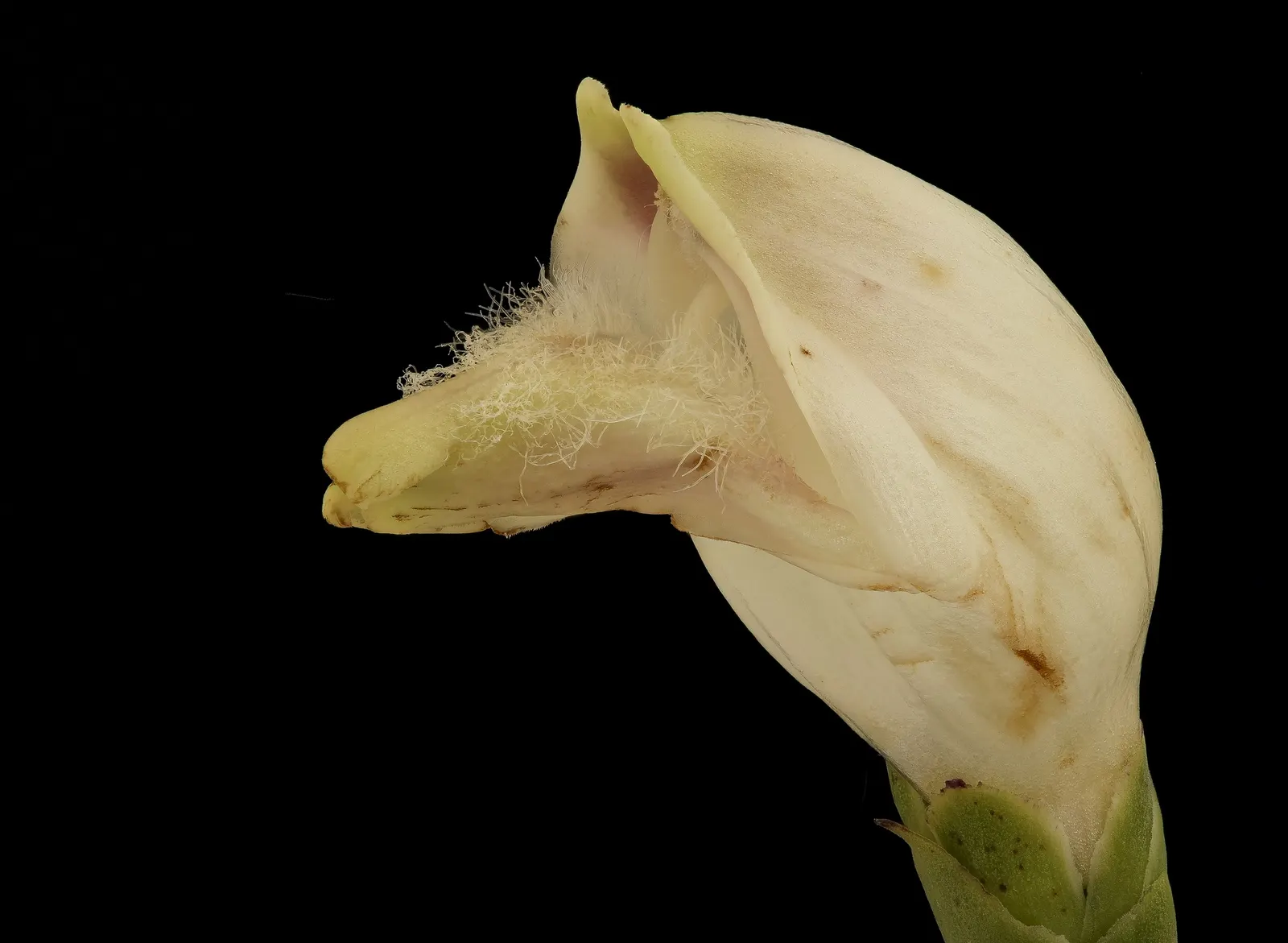Turtlehead (Chelone Obliqua) — It prefers fertile, humus-rich soil that is well-draining, yet moisture-retentive