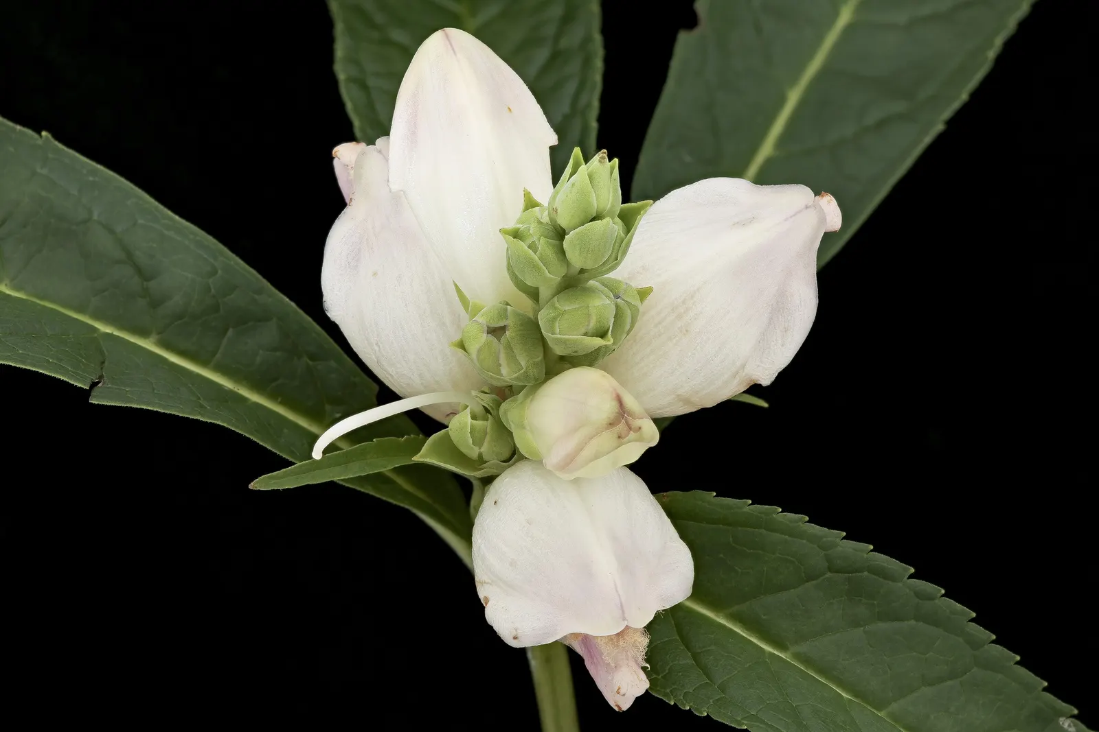 Turtlehead (Chelone Obliqua) — perennial with pink blooms