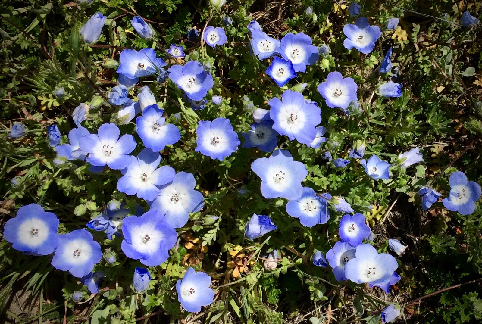 Baby Blue Eyes (Nemophila Menziesii) — Baby Blue Eyes' low maintenance and ability to attract pollinators