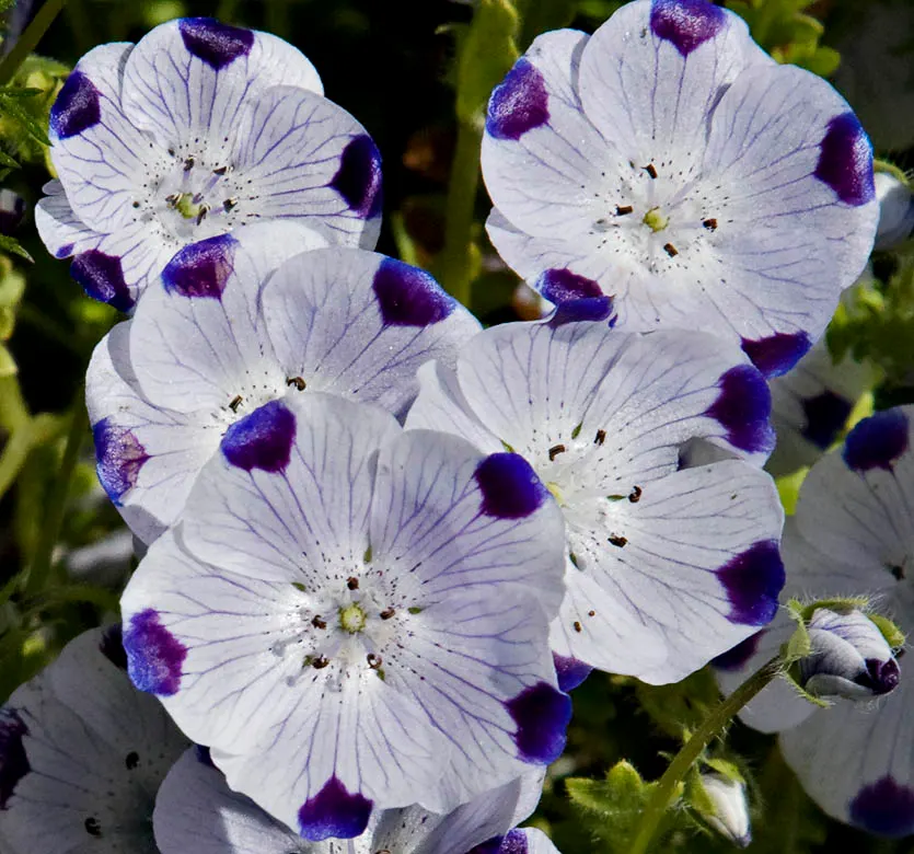 Baby Blue Eyes (Nemophila Menziesii) — commonly referred to as Baby Blue Eyes; blue and multi-colored flowers in the garden, image 79