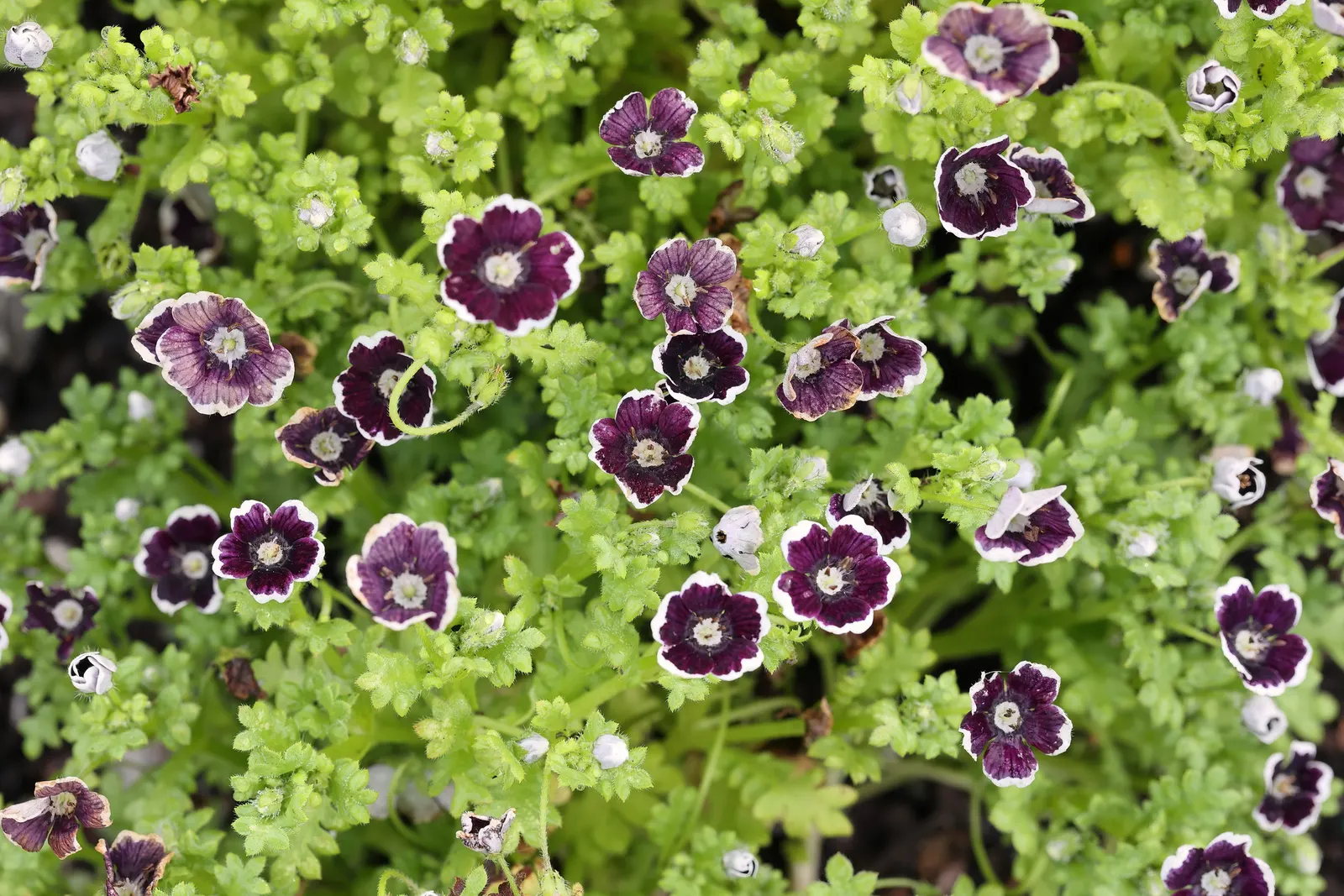 Baby Blue Eyes (Nemophila Menziesii) — Baby Blue Eyes boasts a sky-blue hue with a striking white center