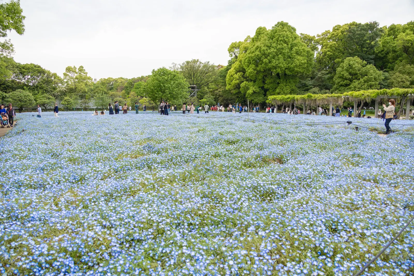Baby Blue Eyes (Nemophila Menziesii) — annual / ground cover with blue and multi-colored blooms; adding a serene drift of color that complements, image 71