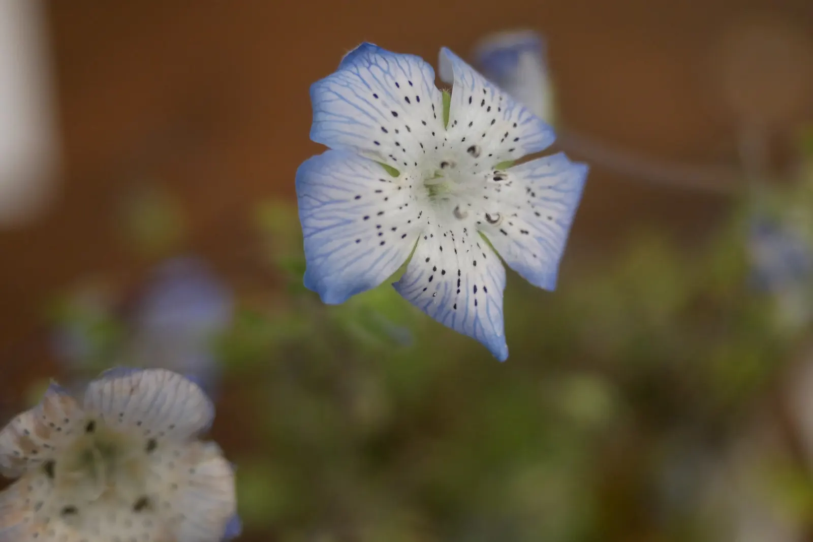 Baby Blue Eyes (Nemophila Menziesii) — With sky-blue petals and white centers; the soil should be kept consistently moist but not waterlogged
