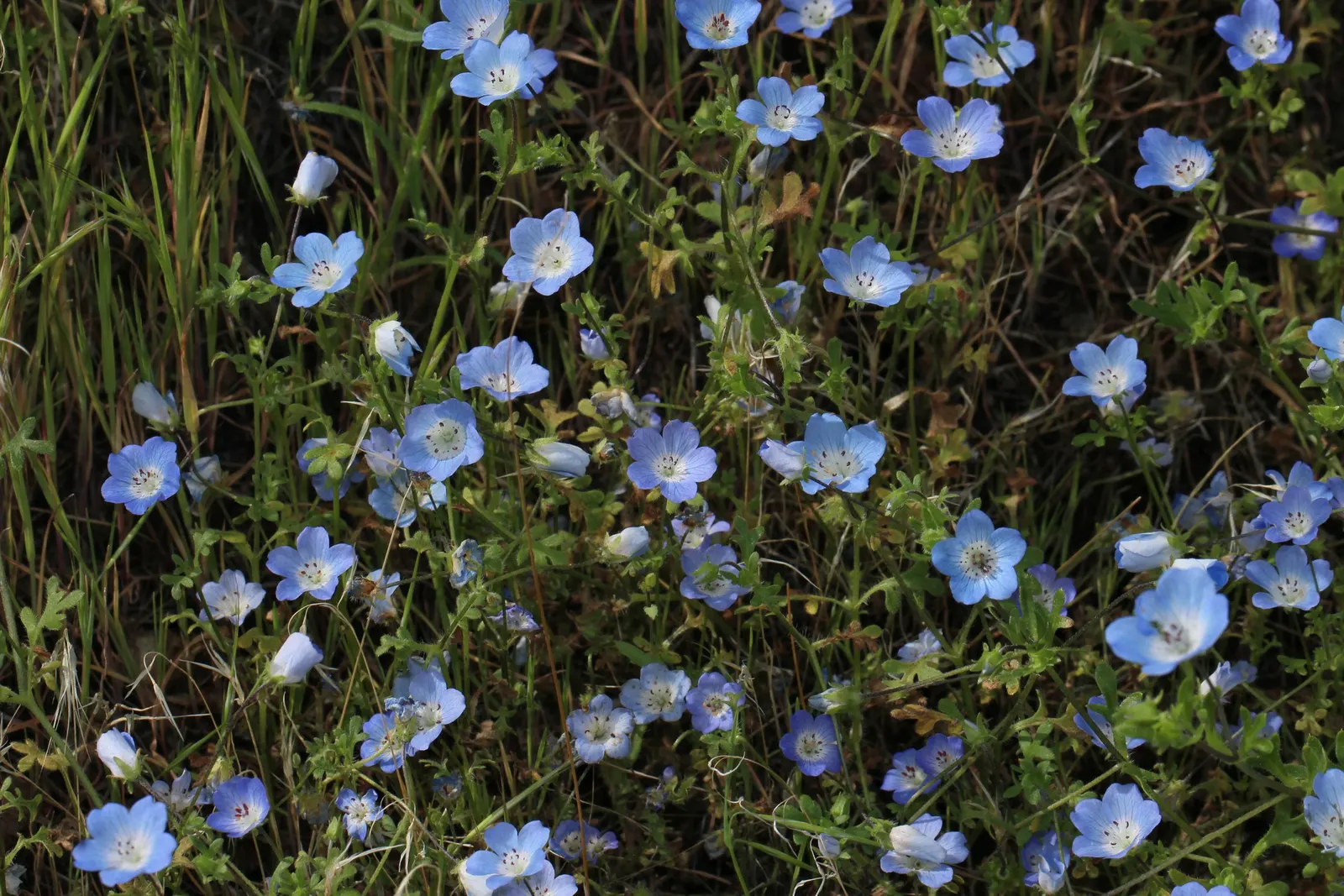 Baby Blue Eyes (Nemophila Menziesii) — This North American native is predominantly found in California; baby Blue Eyes boasts a sky-blue hue with a, image 57