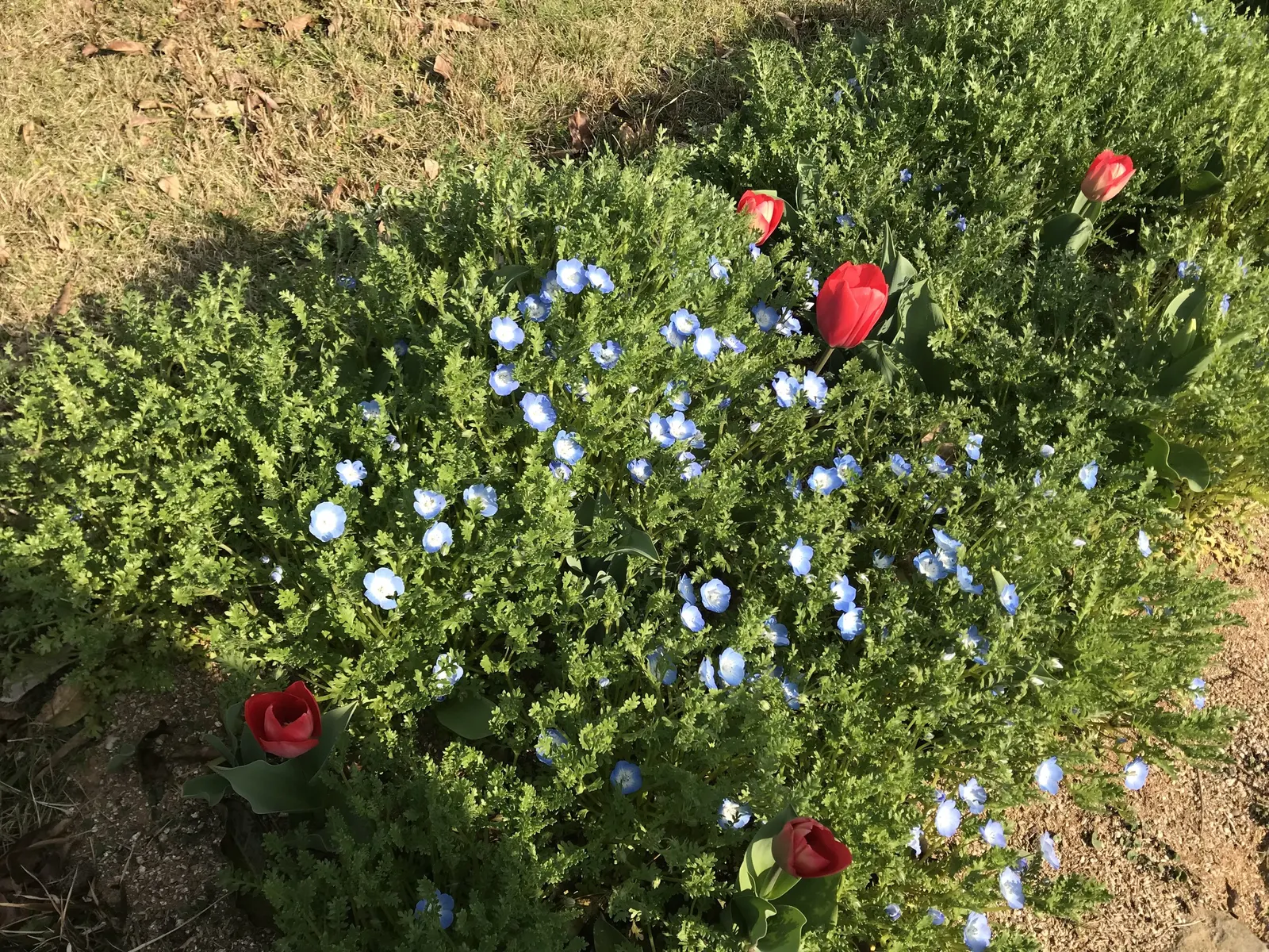 Baby Blue Eyes (Nemophila Menziesii) — annual / ground cover for full or half