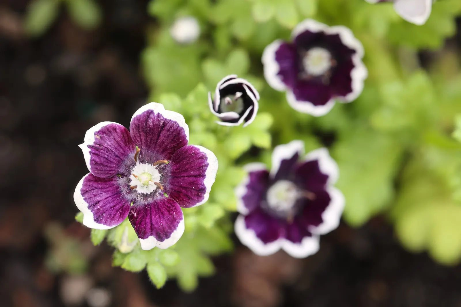 Baby Blue Eyes (Nemophila Menziesii) — Its peak bloom time is spring, attracting pollinators to any garden display; it thrives in USDA Zones 2 through 10