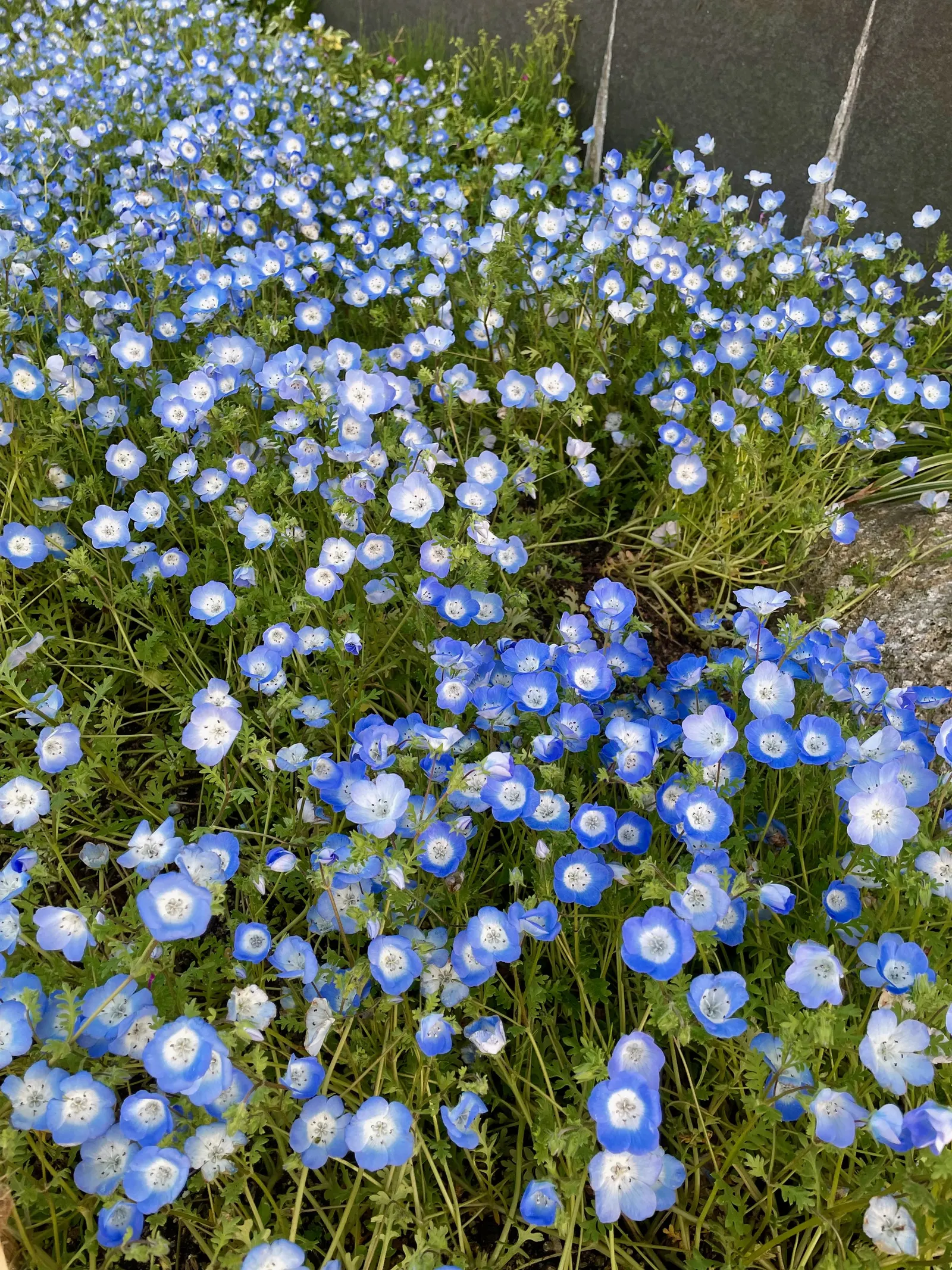 Baby Blue Eyes (Nemophila Menziesii) — Its peak bloom time is spring, attracting pollinators to any garden display; it thrives in USDA Zones 2, image 78