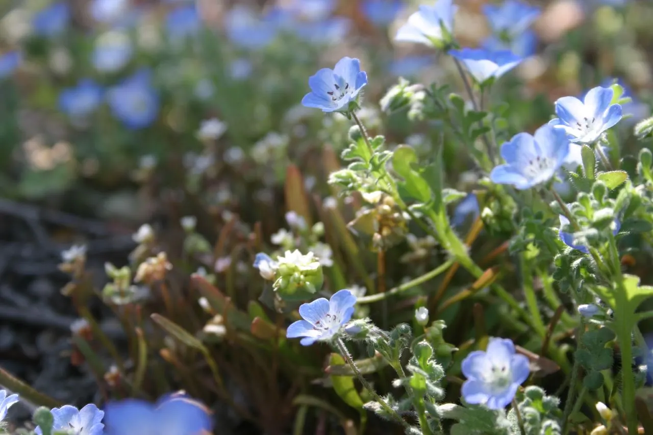 Baby Blue Eyes (Nemophila Menziesii) — Baby Blue Eyes' low maintenance and ability to attract pollinators; as excessive heat can stunt growth and diminish