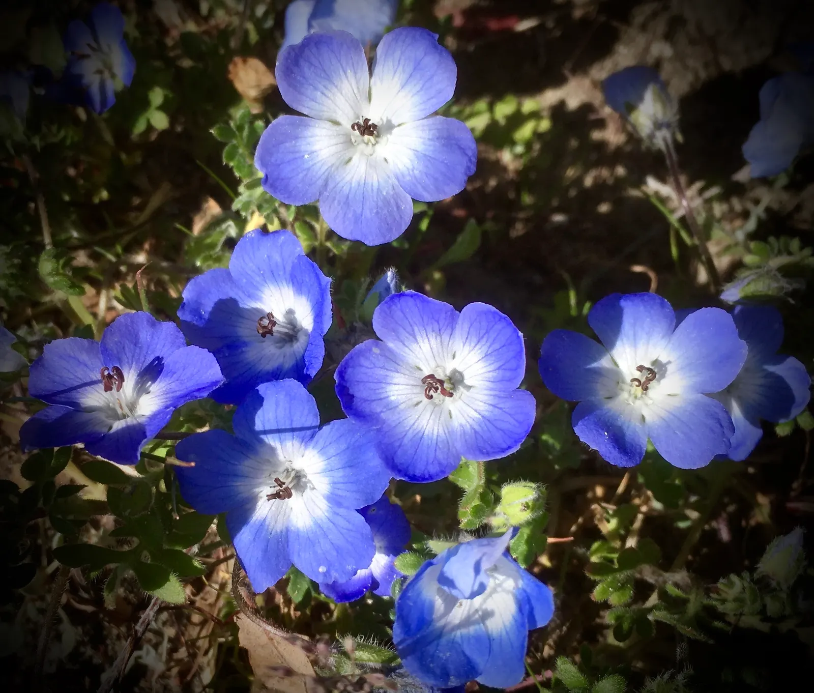 Baby Blue Eyes (Nemophila Menziesii) — making it a ground-hugging ornament suited for border foregrounds