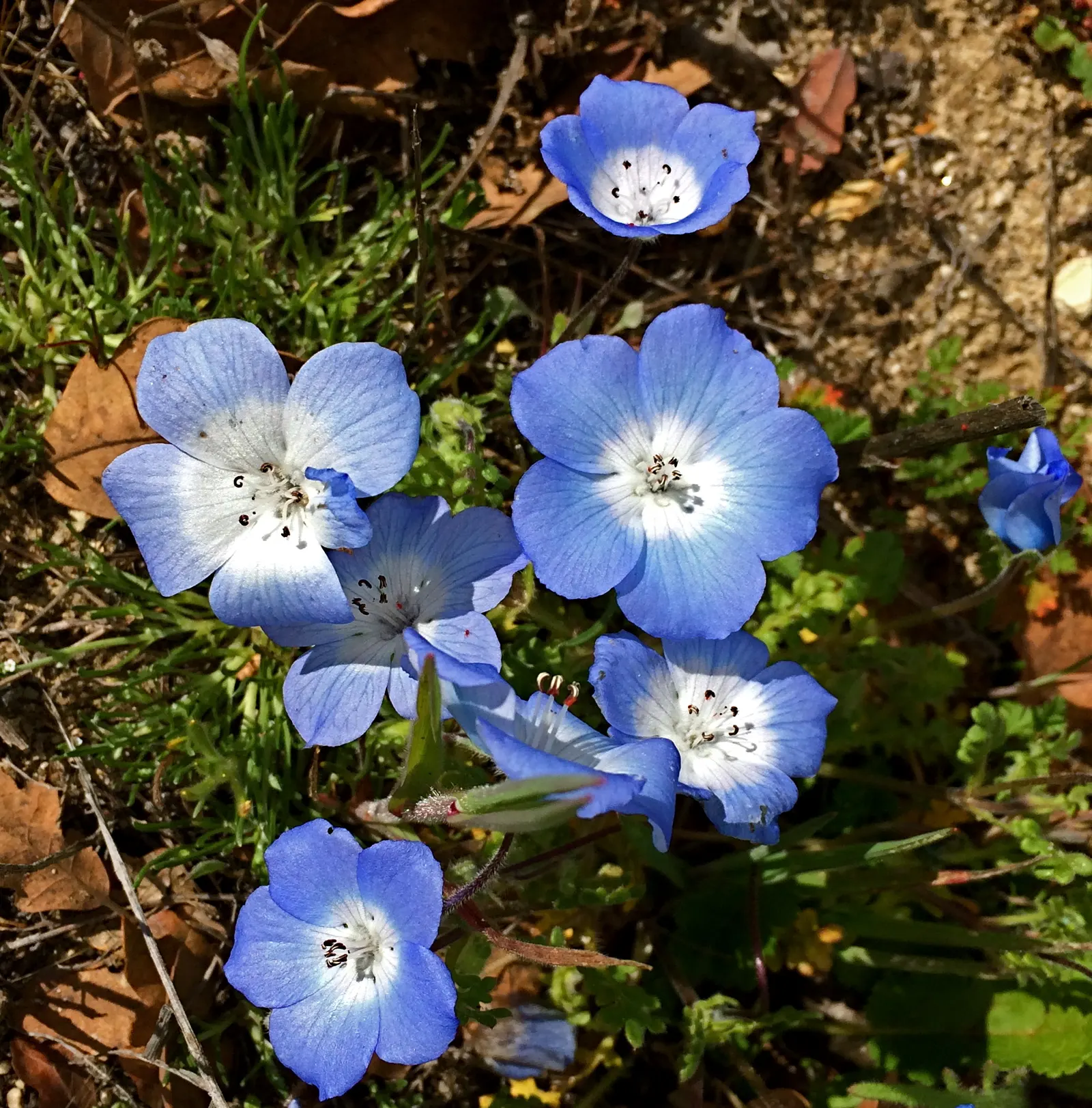 Baby Blue Eyes (Nemophila Menziesii) — Its peak bloom time is spring, attracting pollinators to any garden display; it thrives in USDA Zones 2, image 54
