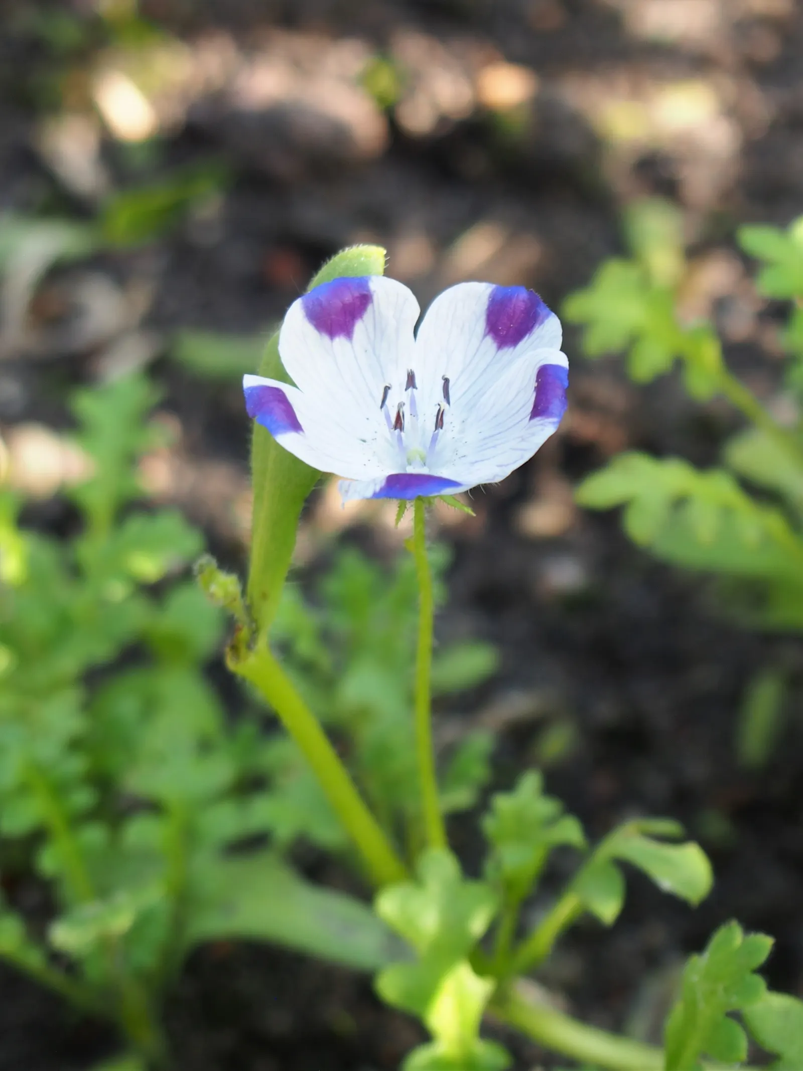 Baby Blue Eyes (Nemophila Menziesii) — blue and multi-colored flowers in the garden; commonly referred to as Baby Blue Eyes