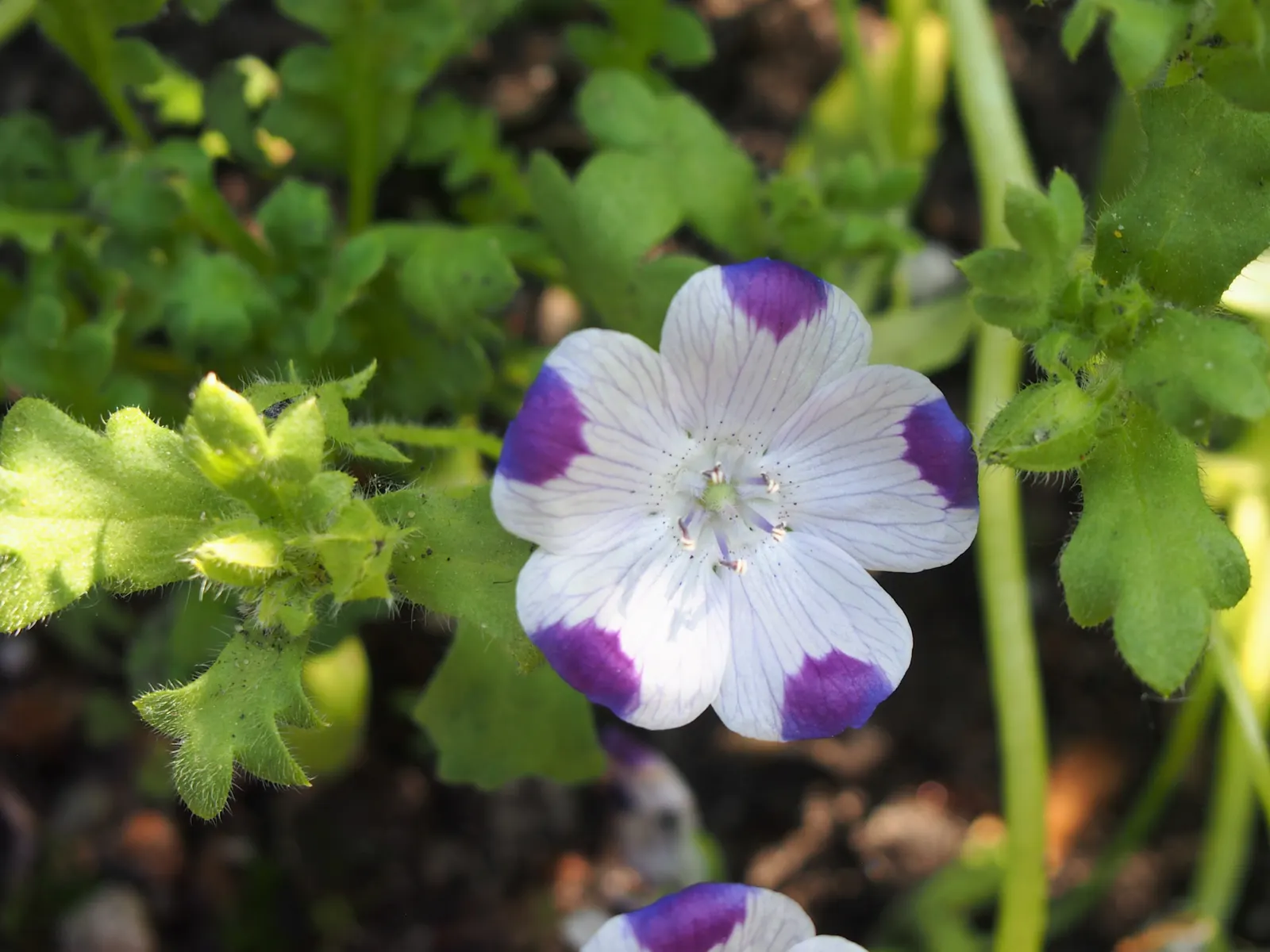 Baby Blue Eyes (Nemophila Menziesii) — Baby Blue Eyes boasts a sky-blue hue with a striking white center; this North American native is, image 60