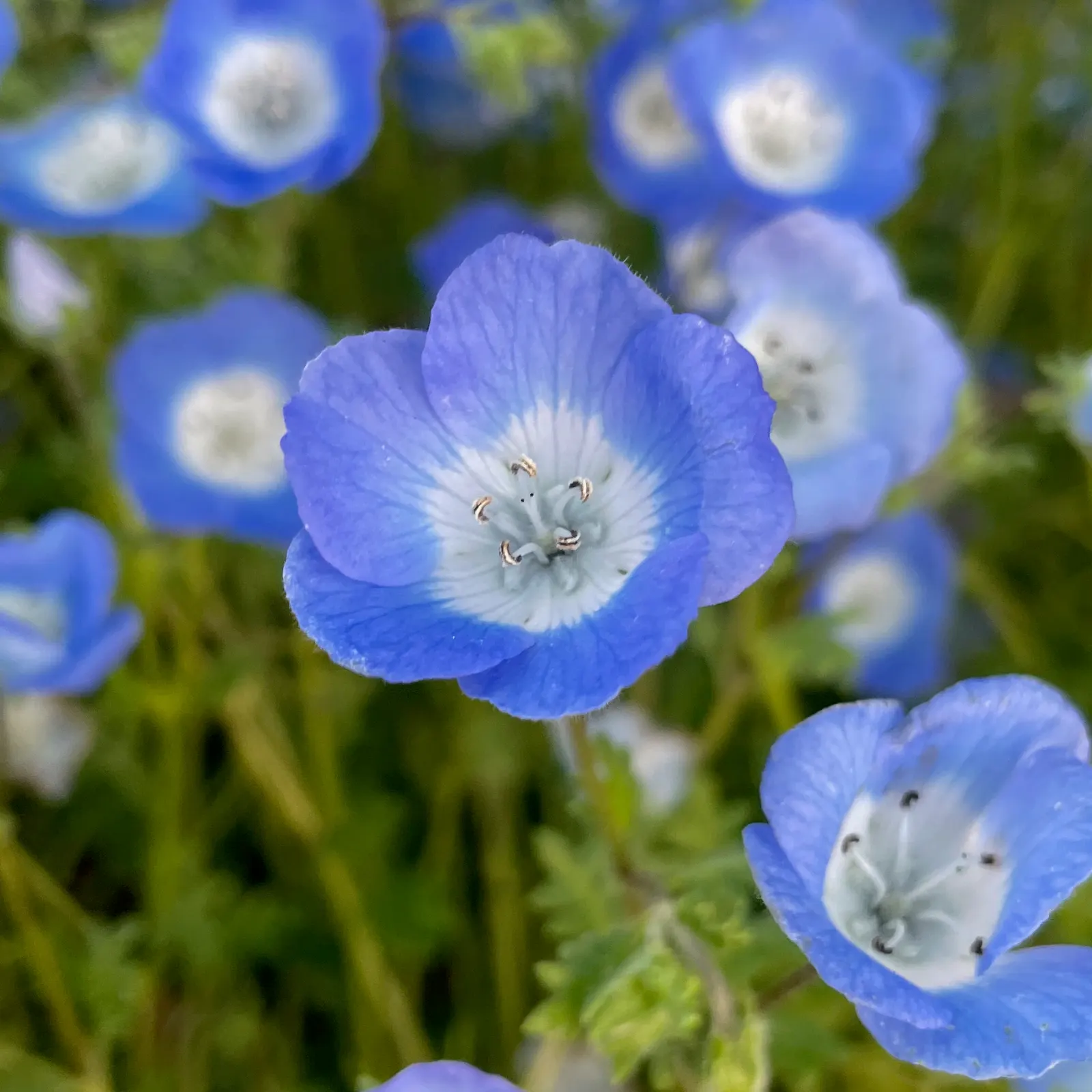Baby Blue Eyes (Nemophila Menziesii) — adding a serene drift of color that complements bold-hued plantings; annual / ground cover with blue and, image 62