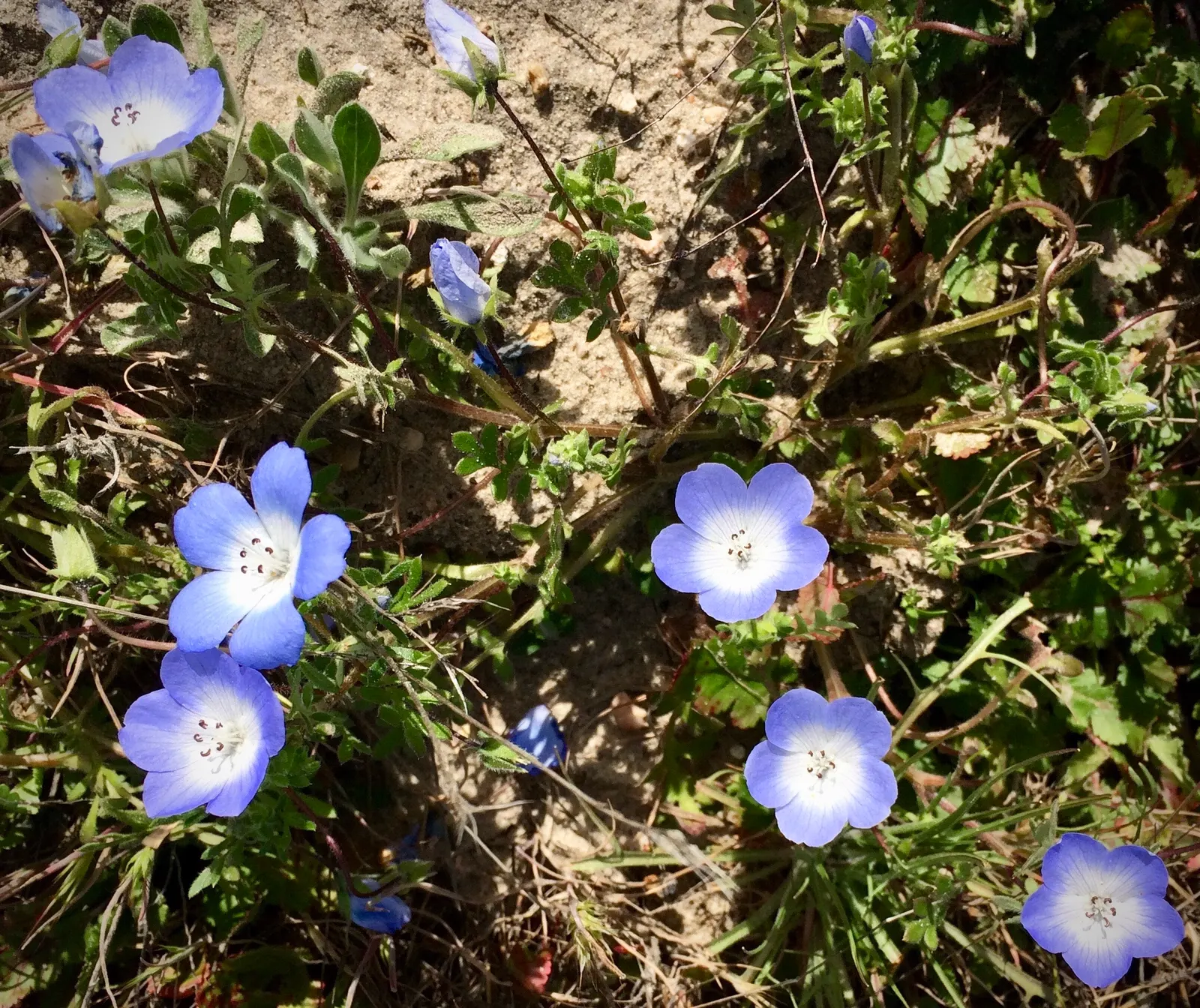 Baby Blue Eyes (Nemophila Menziesii) — offering a stunning ground cover or border accent; is an enchanting annual that graces gardens with a splash of vibrant