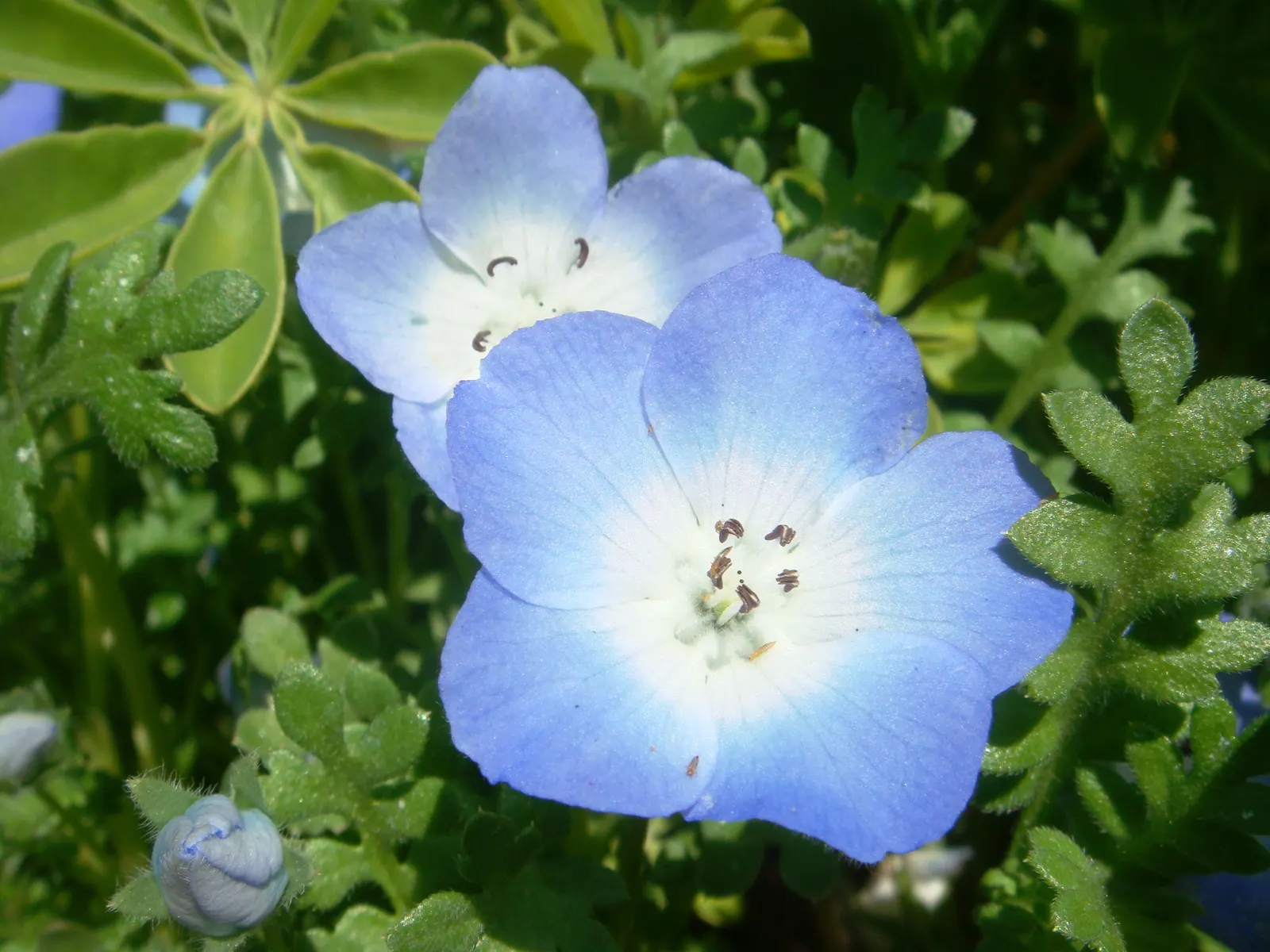 Baby Blue Eyes (Nemophila Menziesii) — damp conditions it naturally favors