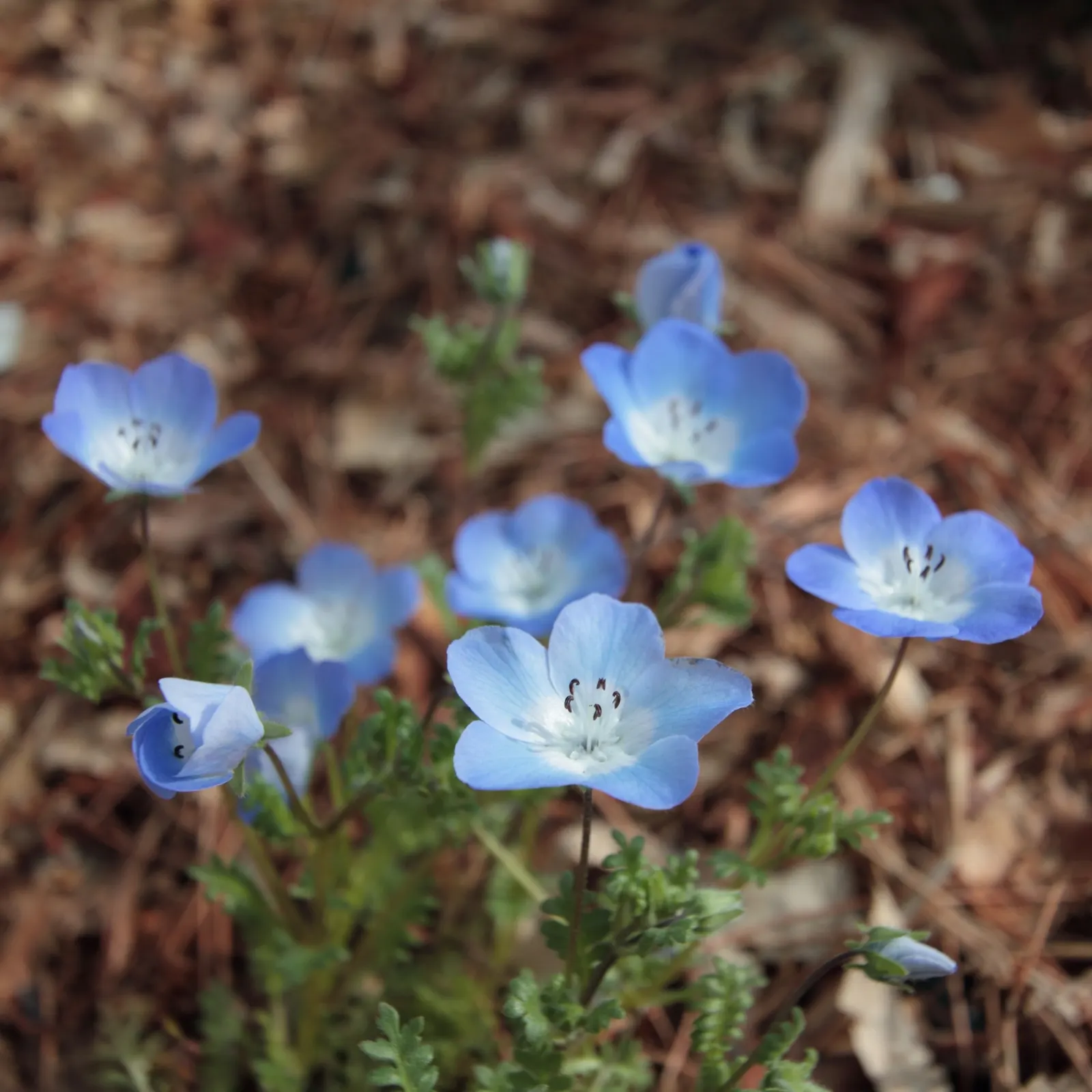Baby Blue Eyes (Nemophila Menziesii) — it is crucial to ensure it receives partial to full shade in regions with hot summers; the blossoms emerge predominantly