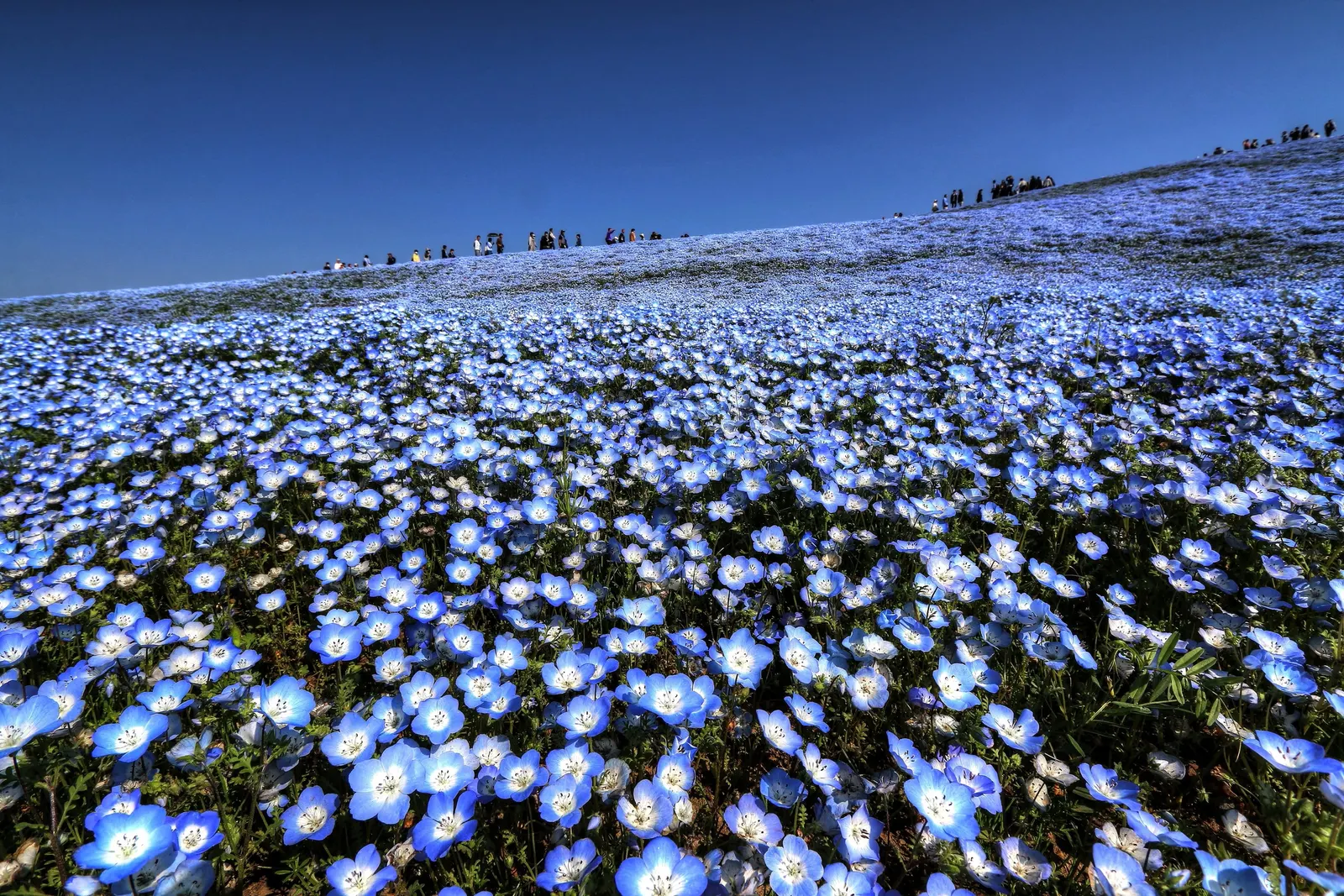 Baby Blue Eyes (Nemophila Menziesii) — Nemophila menziesii, commonly known as Baby Blue Eyes, is a charming annual, flourishing in U.S; this, image 73