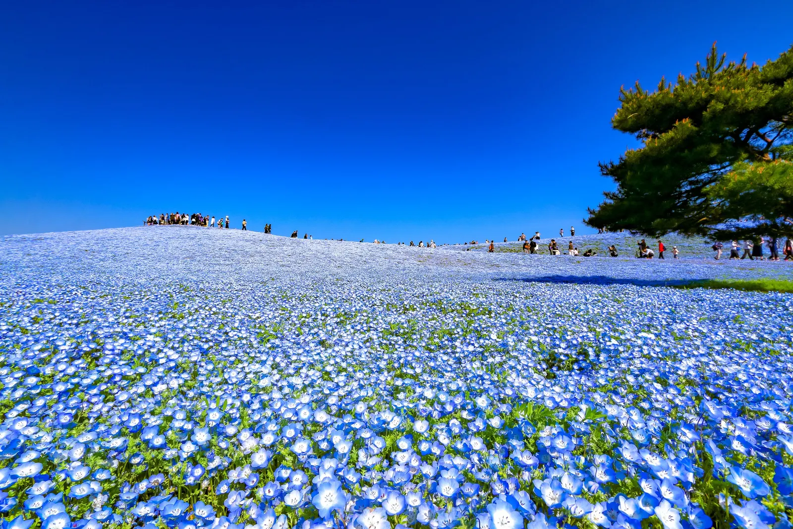 Baby Blue Eyes (Nemophila Menziesii) — the soil should be kept consistently moist but not waterlogged