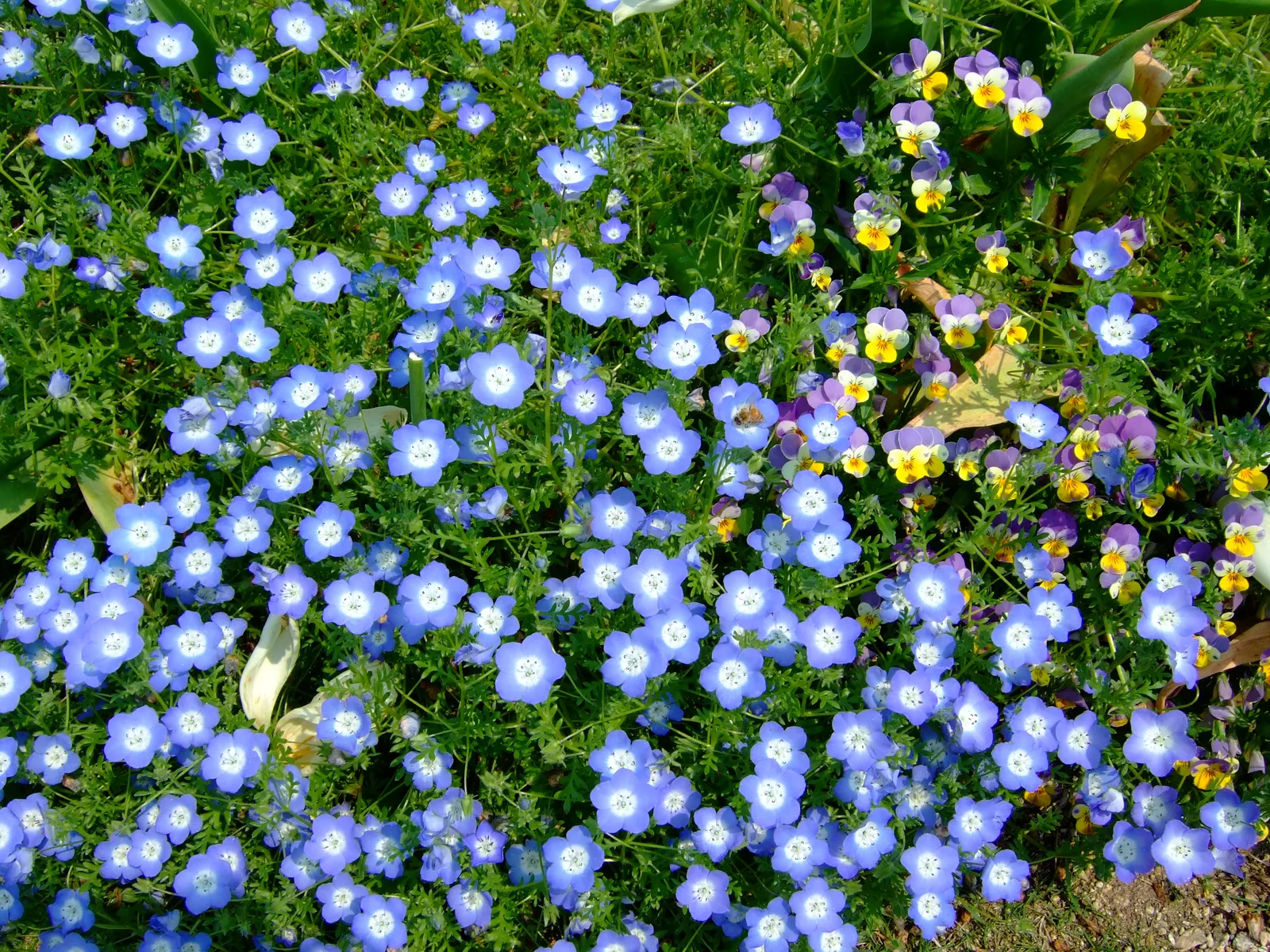 Baby Blue Eyes (Nemophila Menziesii) — It thrives in cool, shaded settings, preferring moist, well-drained soil; making it a ground-hugging ornament suited for