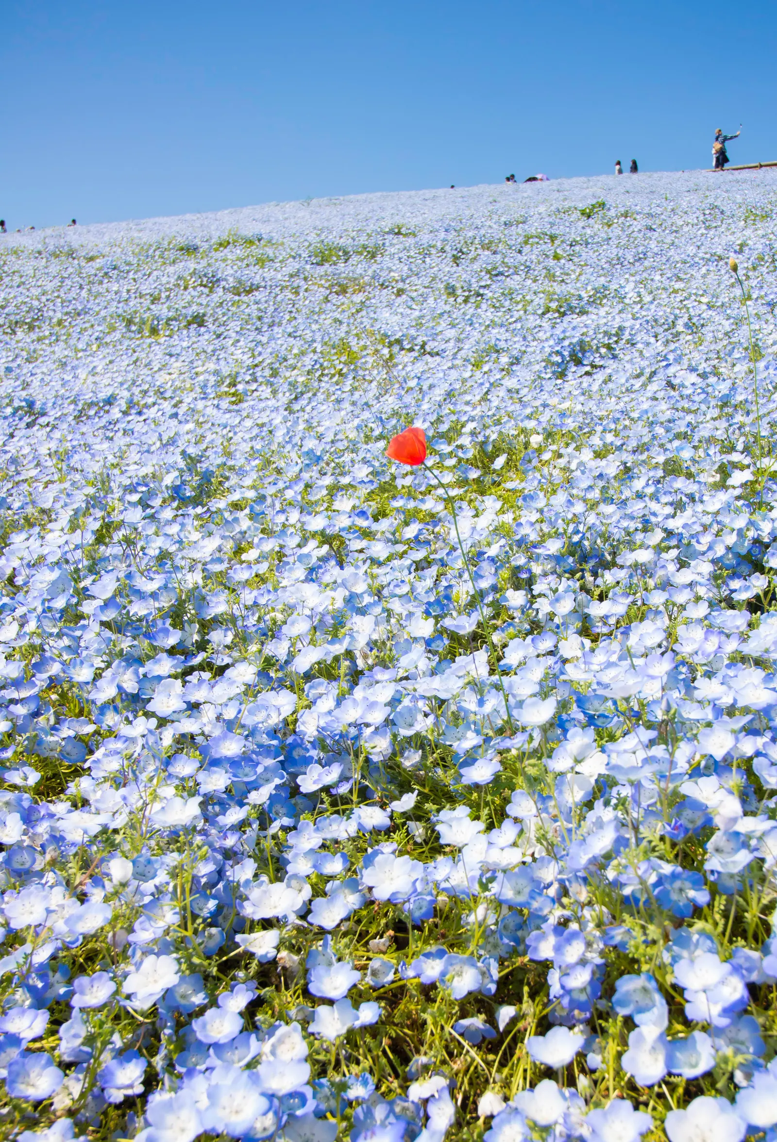 Baby Blue Eyes (Nemophila Menziesii) — Its peak bloom time is spring, attracting pollinators to any garden display