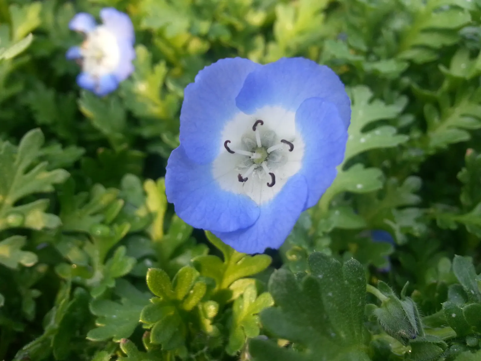 Baby Blue Eyes (Nemophila Menziesii) — adding a serene drift of color that complements bold-hued plantings; annual / ground cover with blue and multi-colored