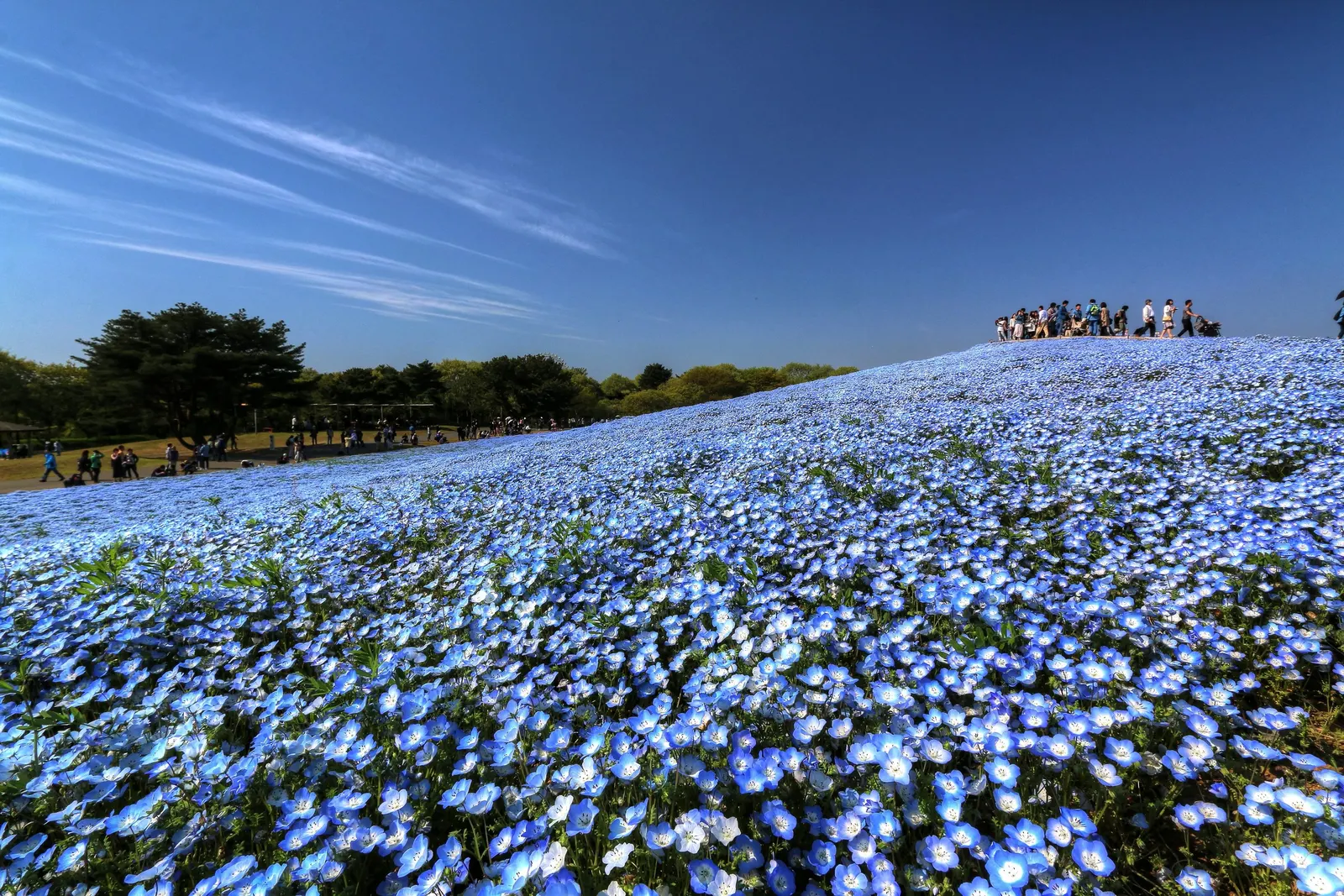 Baby Blue Eyes (Nemophila Menziesii) — is an enchanting annual that graces gardens with a splash of vibrant azure; offering a stunning ground cover or border