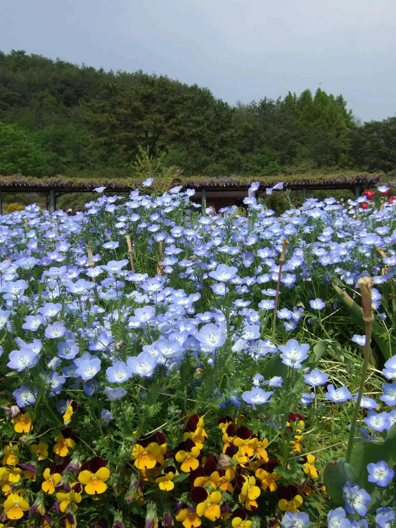 Baby Blue Eyes (Nemophila Menziesii) — This North American native is predominantly found in California; baby Blue Eyes boasts a sky-blue hue with a striking
