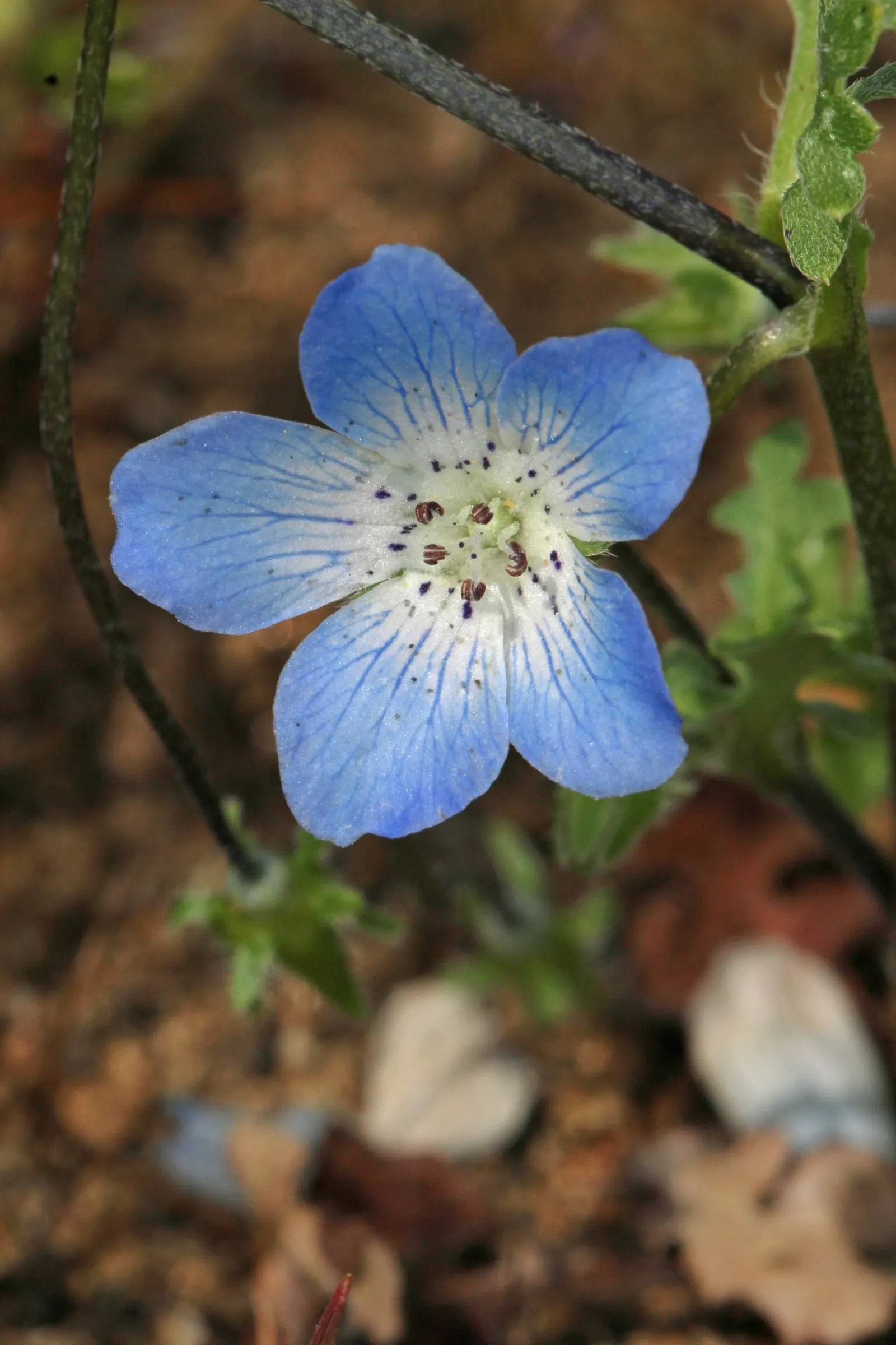 Baby Blue Eyes (Nemophila Menziesii) — It thrives in USDA Zones 2 through 10; its peak bloom time is spring, attracting pollinators to any garden display
