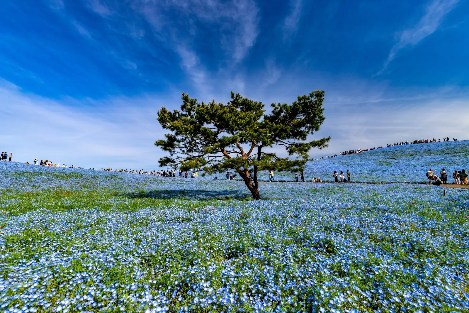 Baby Blue Eyes (Nemophila Menziesii) — this delicate flora reaches up to 12 inches in height and spreads 6-12 inches