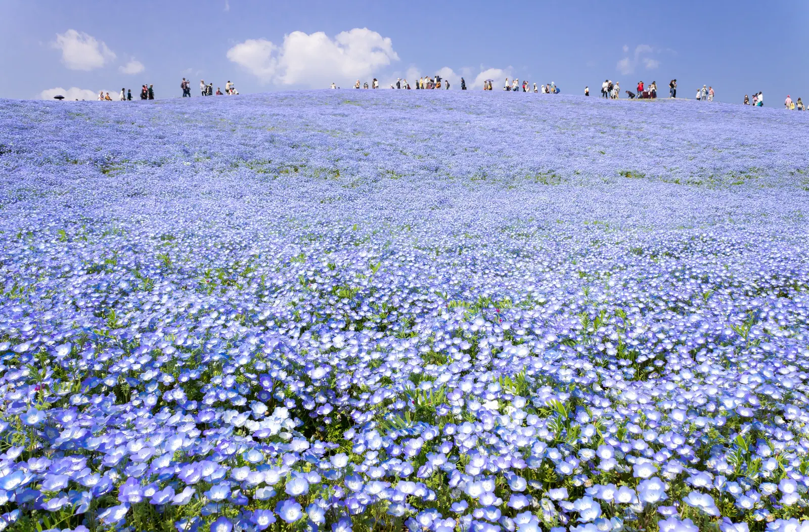Baby Blue Eyes (Nemophila Menziesii) — make it a delightful addition to any garden space aimed at harmony with local ecosystems