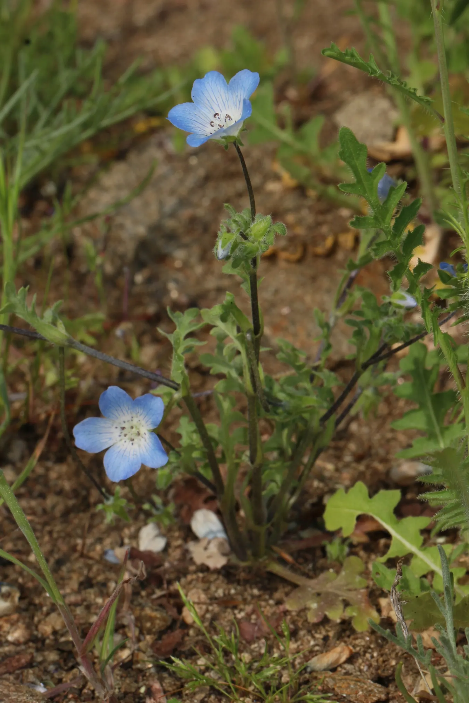 Baby Blue Eyes (Nemophila Menziesii) — annual / ground cover with blue and multi-colored blooms; adding a serene drift of color that complements bold-hued