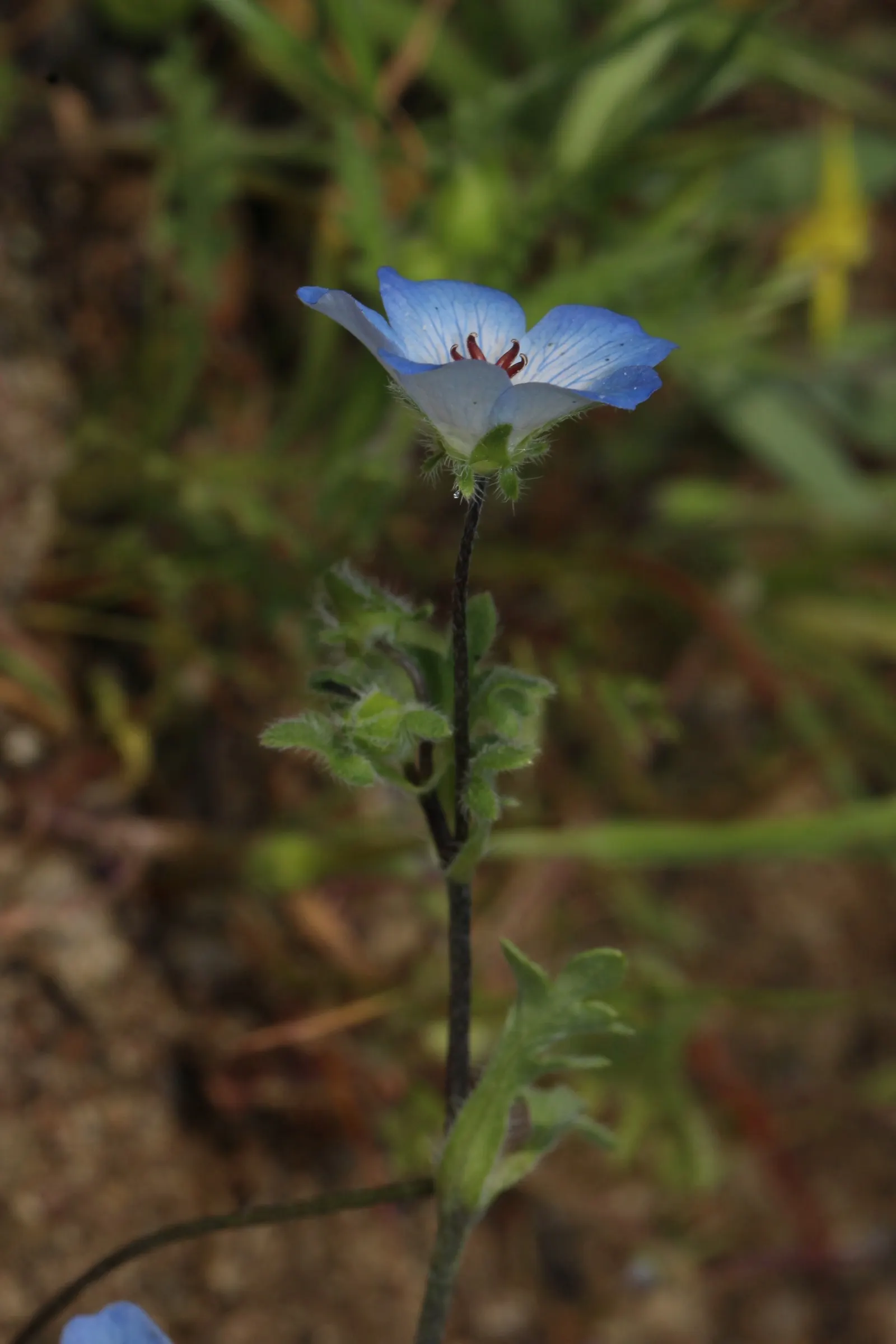 Baby Blue Eyes (Nemophila Menziesii) — It thrives in cool, shaded settings, preferring moist, well-drained soil