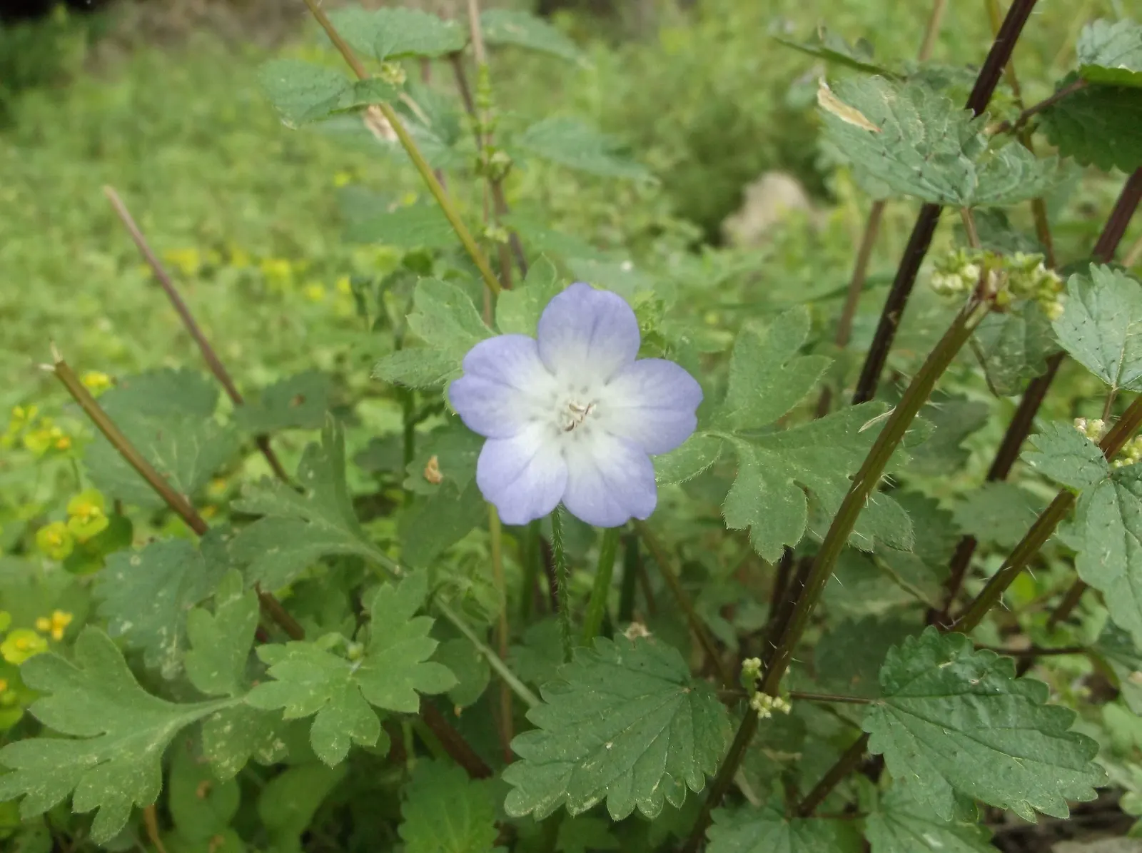 Baby Blue Eyes (Nemophila Menziesii) — this delicate flora reaches up to 12 inches in height and spreads 6-12 inches; nemophila menziesii, commonly, image 52