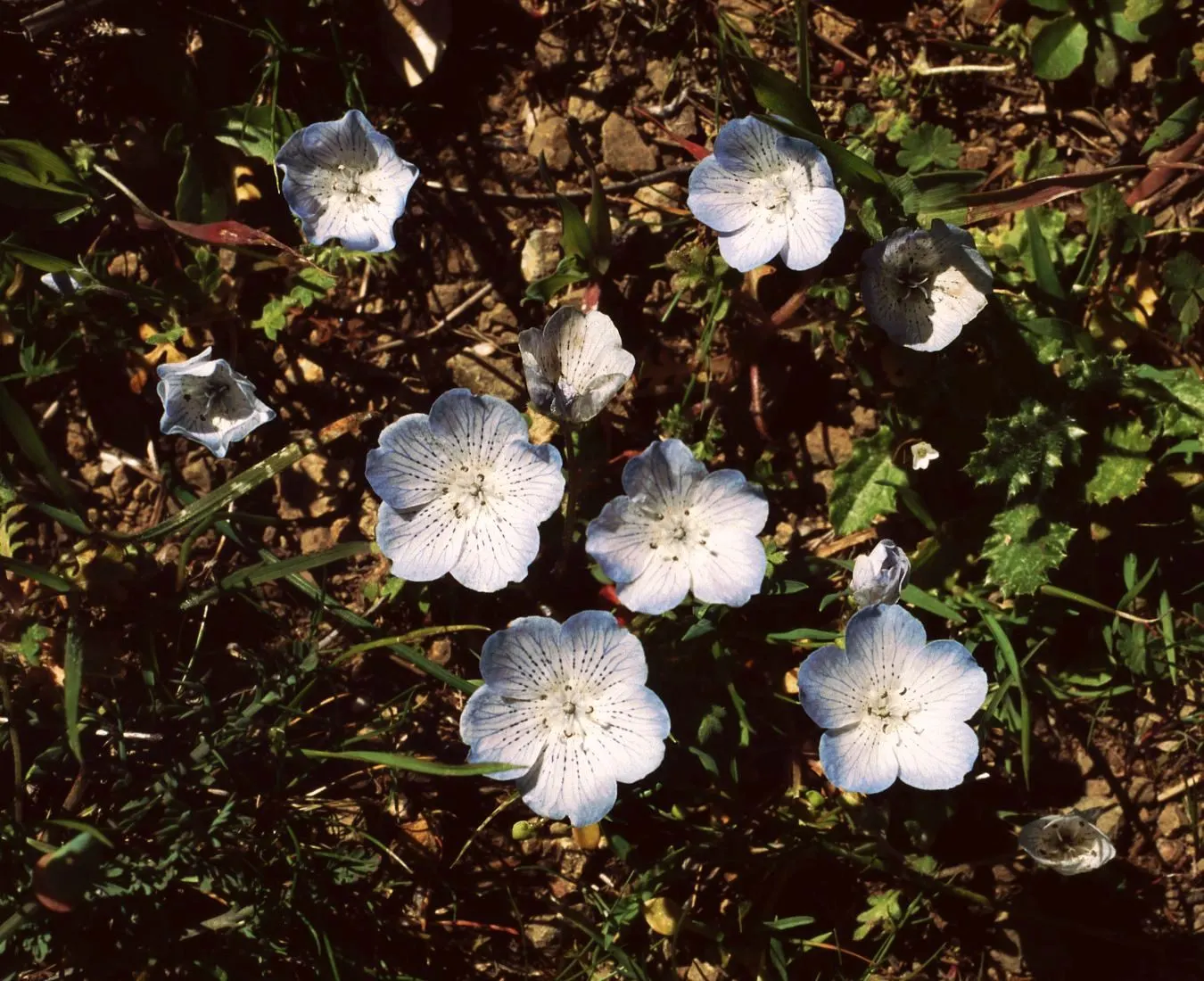 Baby Blue Eyes (Nemophila Menziesii) — With sky-blue petals and white centers; the soil should be kept consistently moist but not waterlogged, image 51