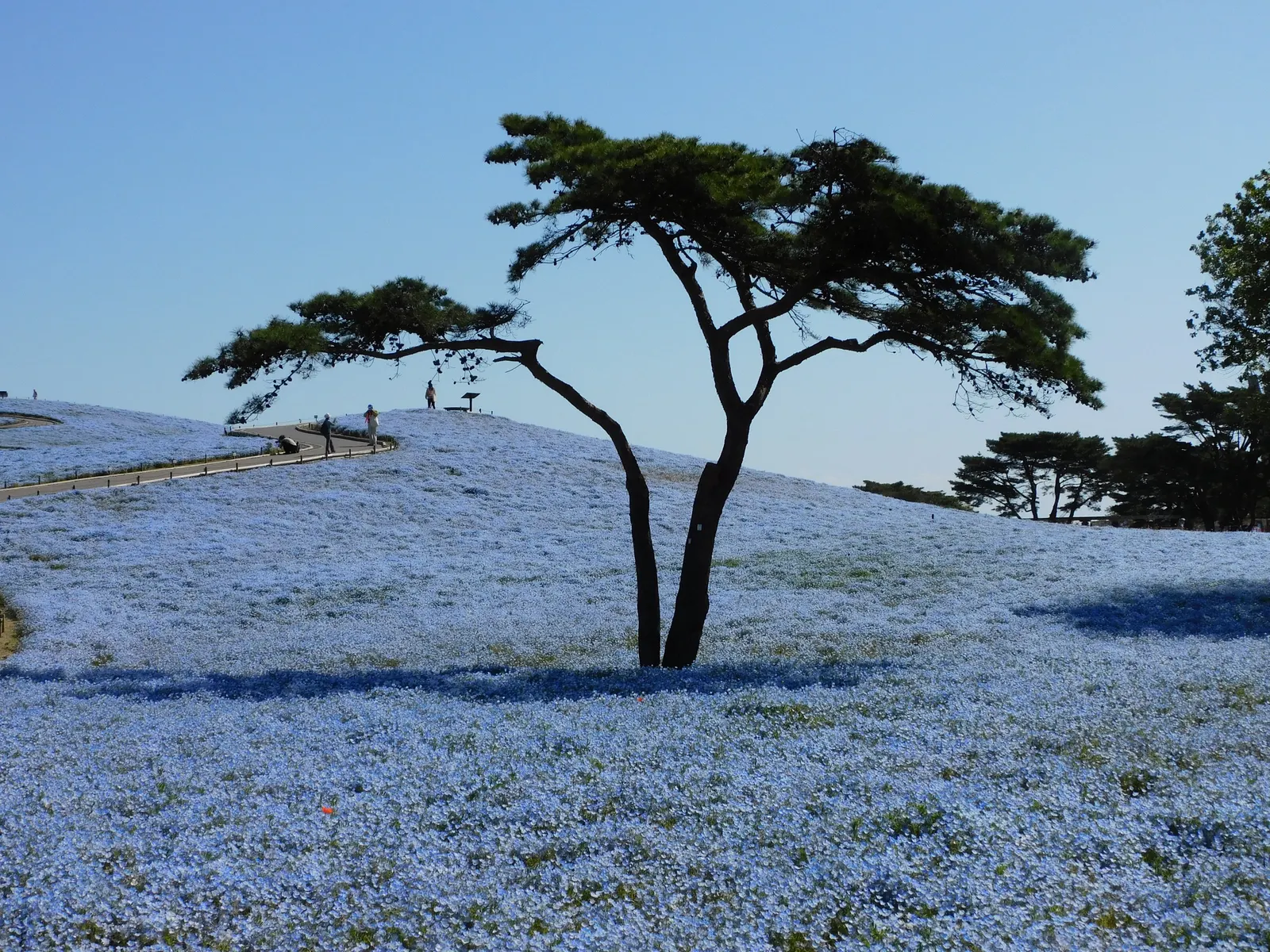 Baby Blue Eyes (Nemophila Menziesii) — Nemophila menziesii, commonly known as Baby Blue Eyes, is a charming annual, flourishing in U.S