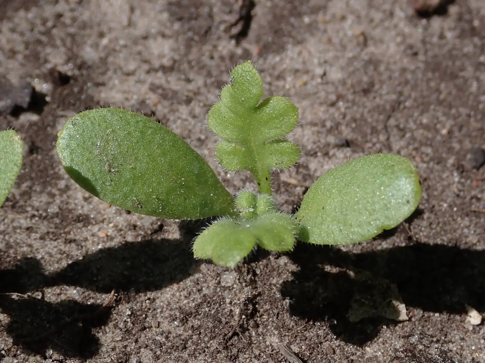 Baby Blue Eyes (Nemophila Menziesii) — With sky-blue petals and white centers; the soil should be kept consistently moist but not waterlogged, image 75