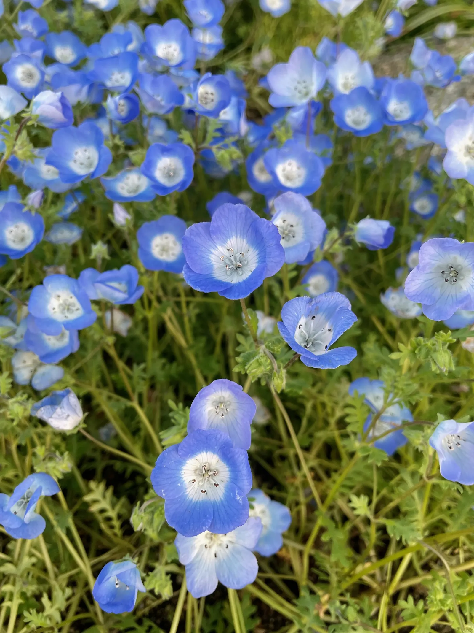 Baby Blue Eyes (Nemophila Menziesii) — commonly referred to as Baby Blue Eyes; blue and multi-colored flowers in the garden, image 55