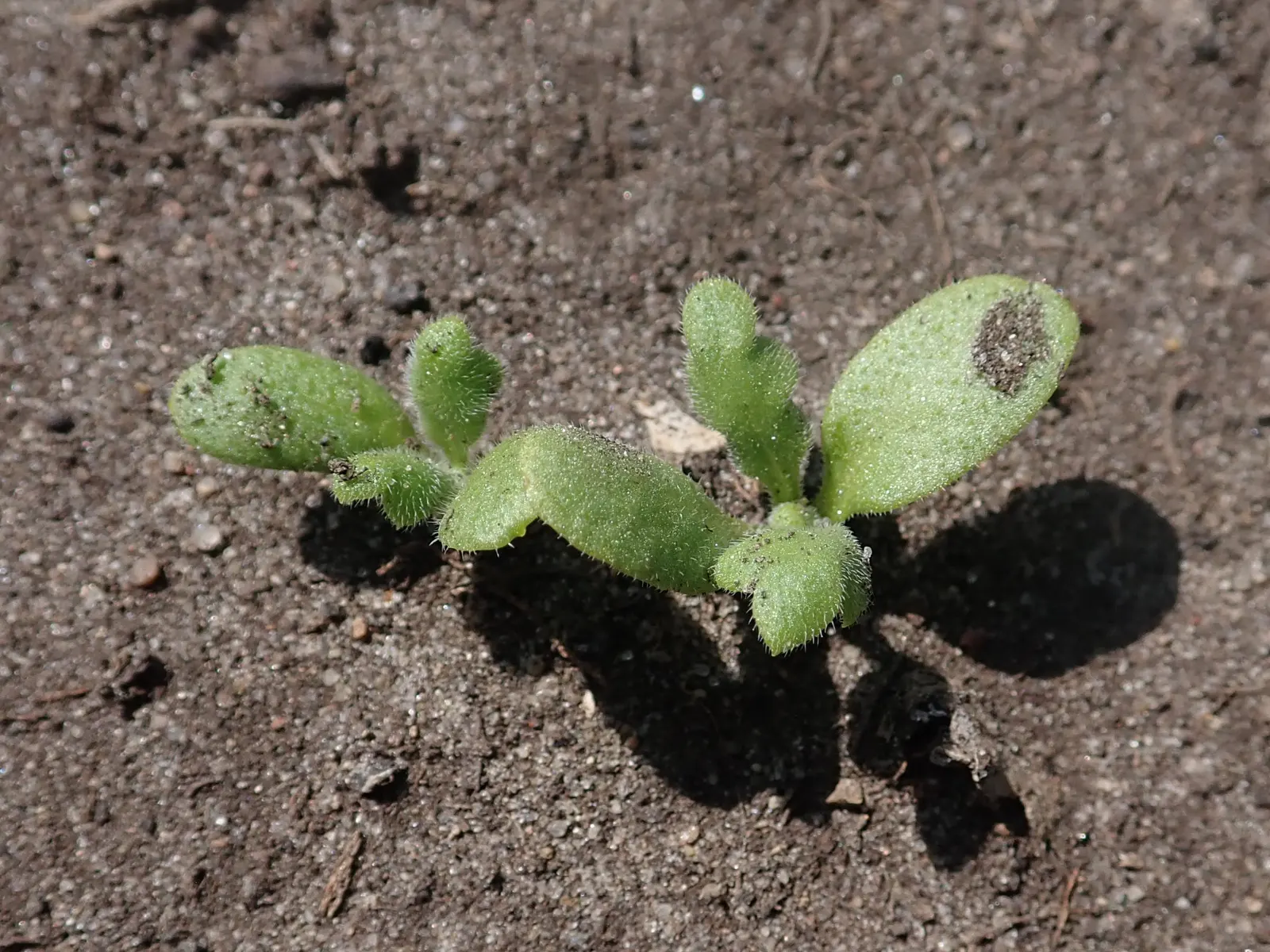Baby Blue Eyes (Nemophila Menziesii) — make it a delightful addition to any garden space aimed at harmony with local ecosystems; annual / ground, image 69