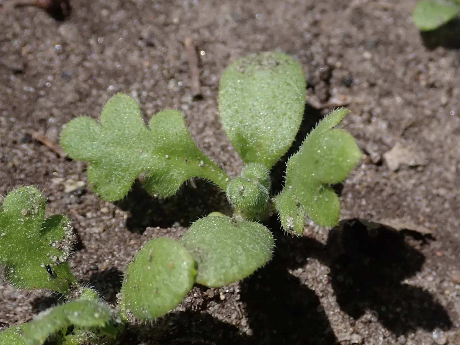 Baby Blue Eyes (Nemophila Menziesii) — is an enchanting annual that graces gardens with a splash of vibrant azure; offering a stunning ground cover, image 80
