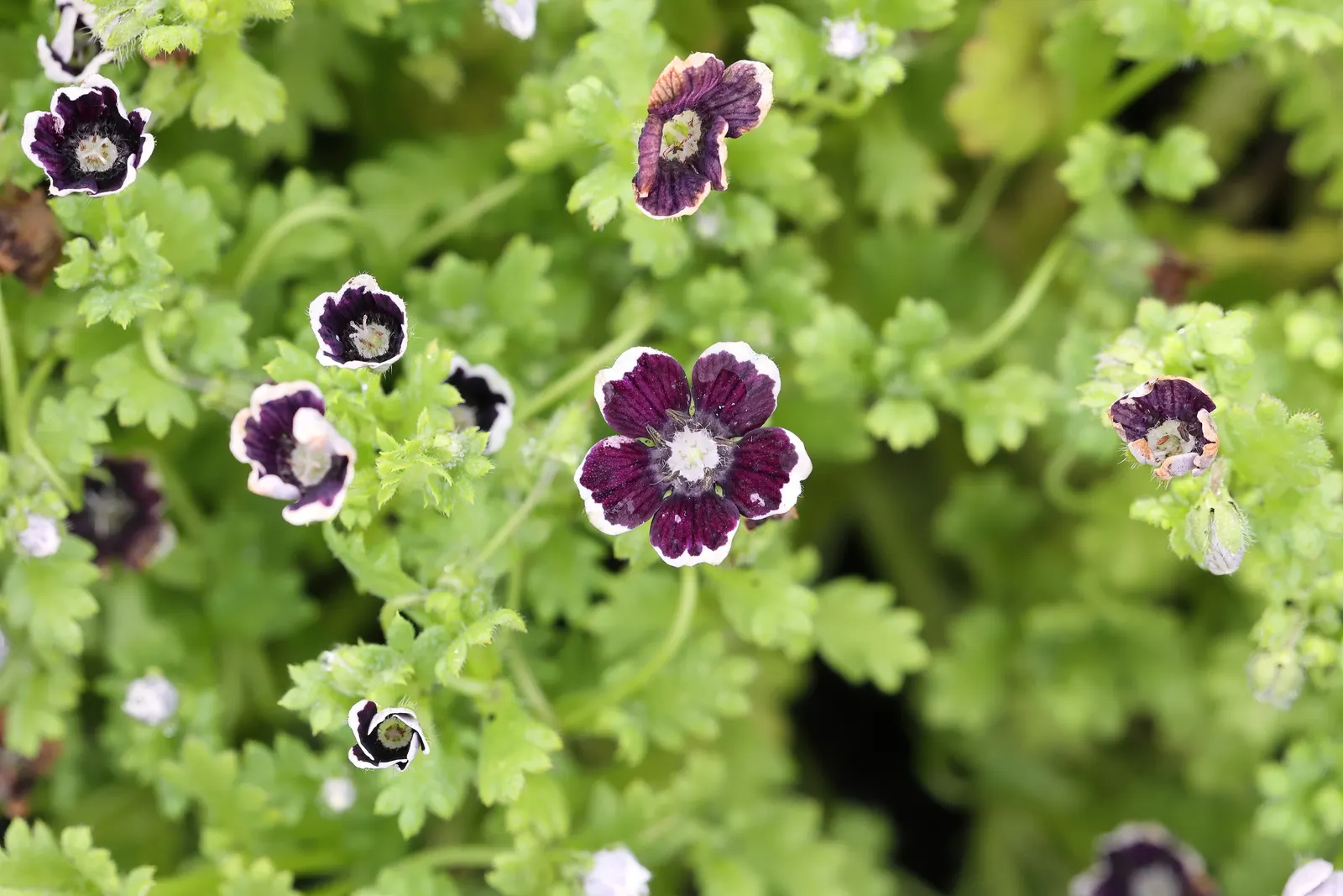 Baby Blue Eyes (Nemophila Menziesii) — it is crucial to ensure it receives partial to full shade in regions with hot summers