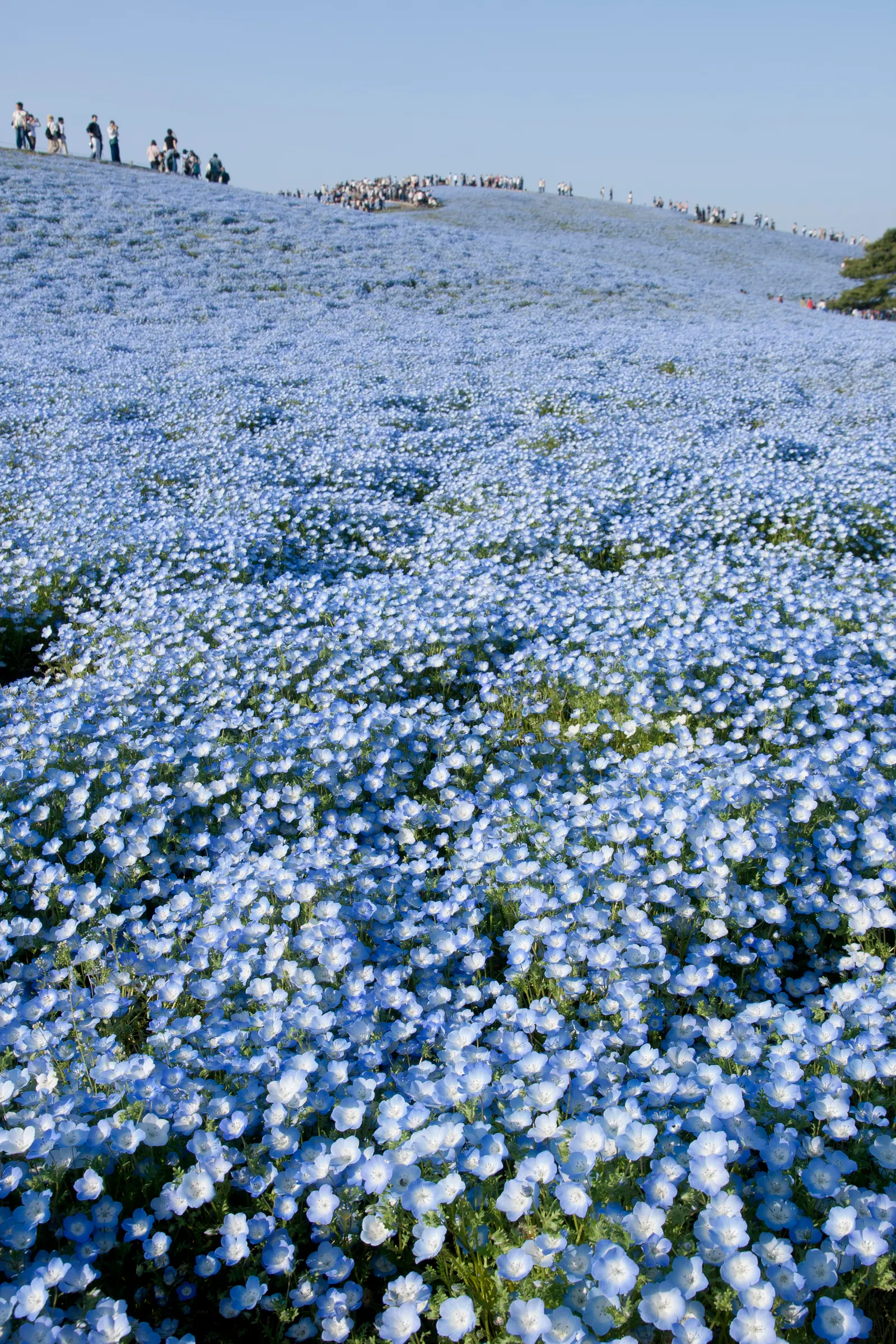 Baby Blue Eyes (Nemophila Menziesii) — offering a stunning ground cover or border accent