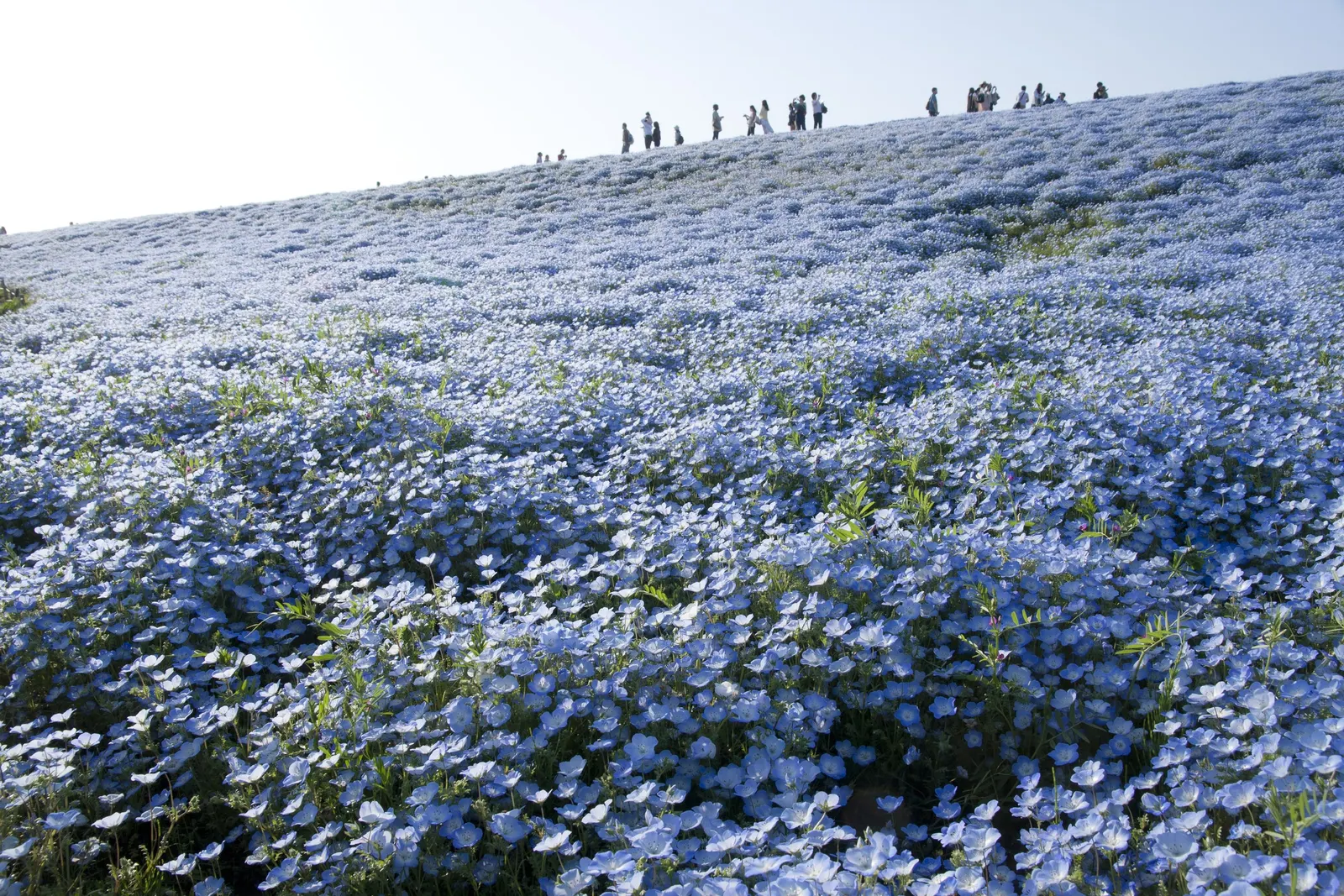 Baby Blue Eyes (Nemophila Menziesii) — commonly referred to as Baby Blue Eyes; blue and multi-colored flowers in the garden