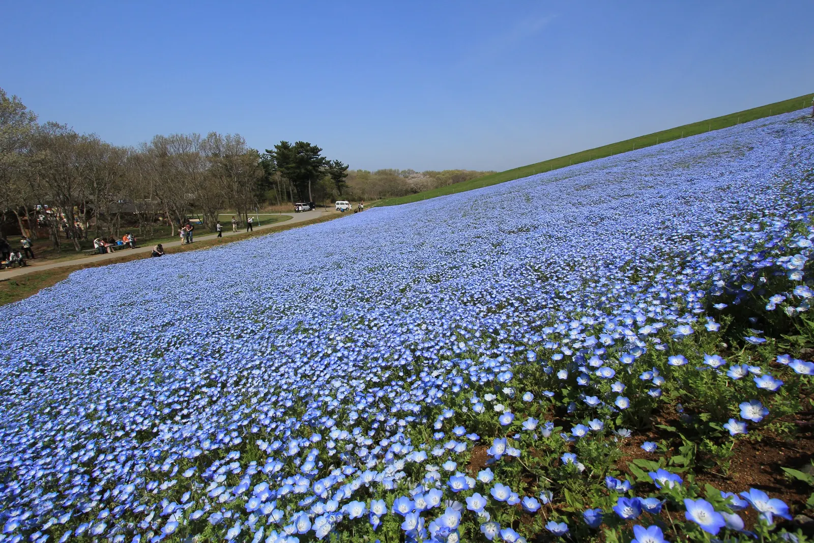 Baby Blue Eyes (Nemophila Menziesii) — is an enchanting annual that graces gardens with a splash of vibrant azure